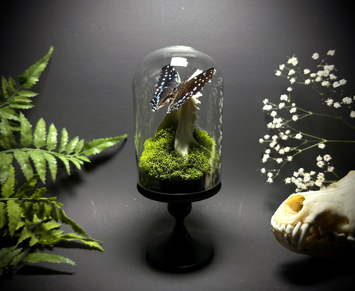Taxidermy Dome Pedestal Display - Raccoon Jawbone with Blue & Black Butterfly