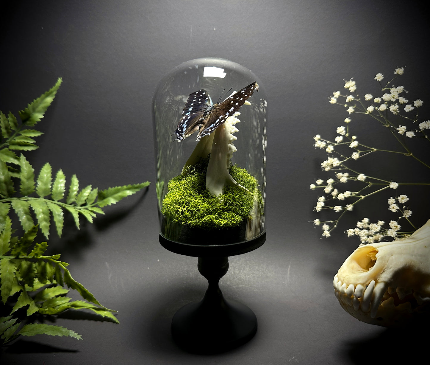 Taxidermy Dome Pedestal Display - Raccoon Jawbone with Blue & Black Butterfly
