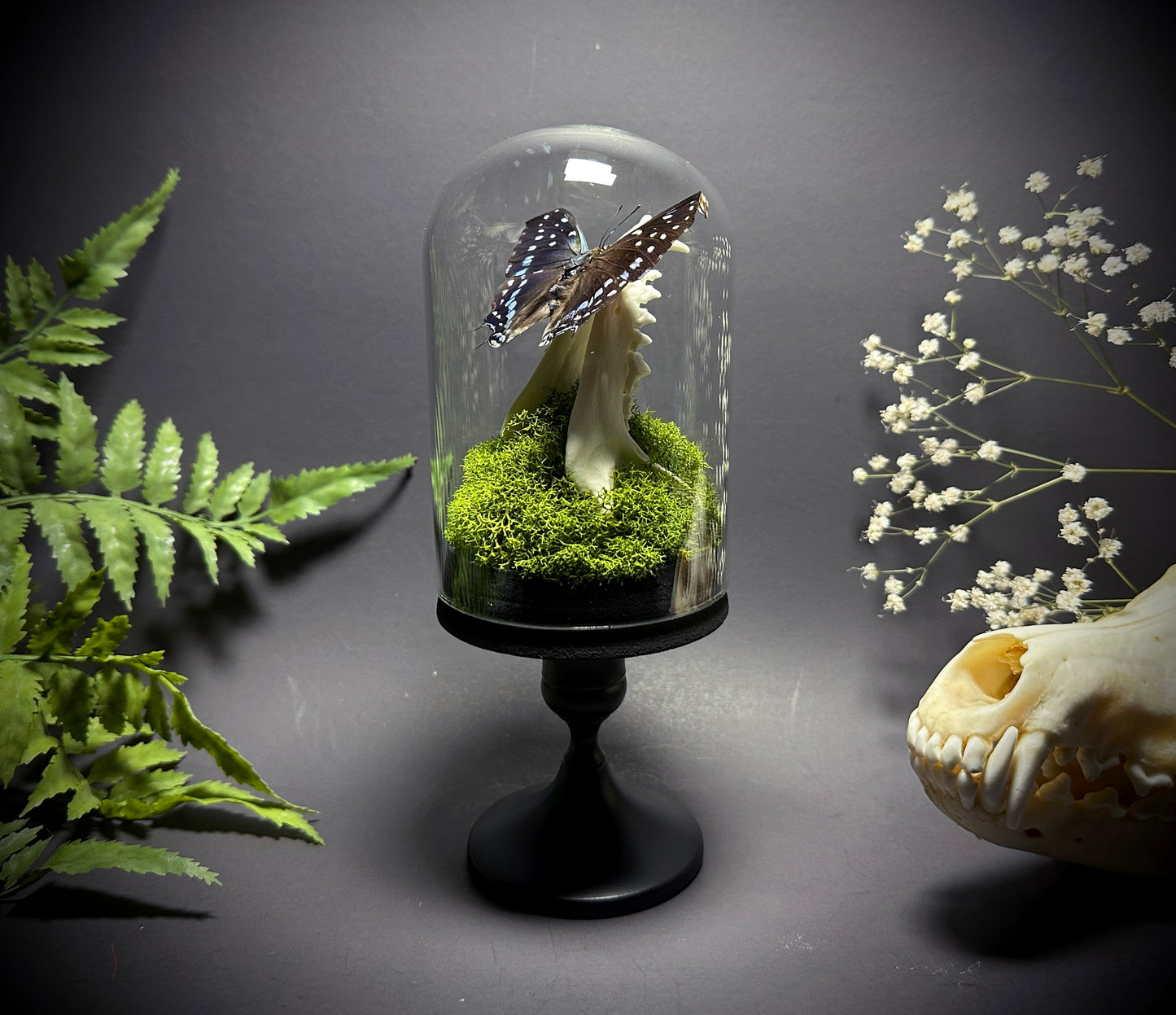 Taxidermy Dome Pedestal Display - Raccoon Jawbone with Blue & Black Butterfly