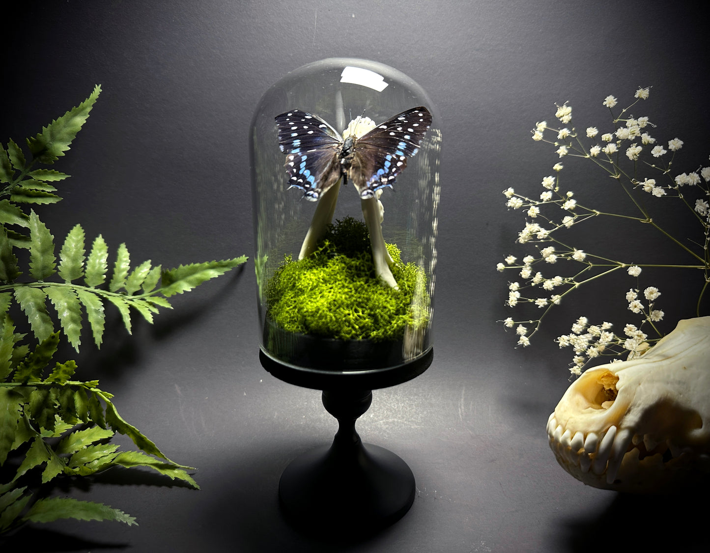 Taxidermy Dome Pedestal Display - Raccoon Jawbone with Blue & Black Butterfly