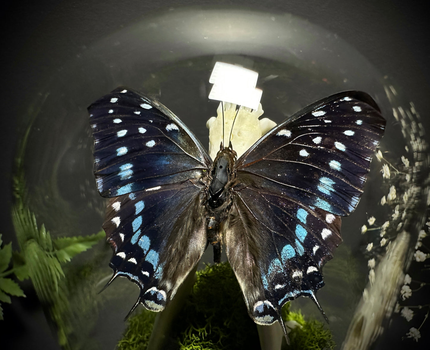 Taxidermy Dome Pedestal Display - Raccoon Jawbone with Blue & Black Butterfly