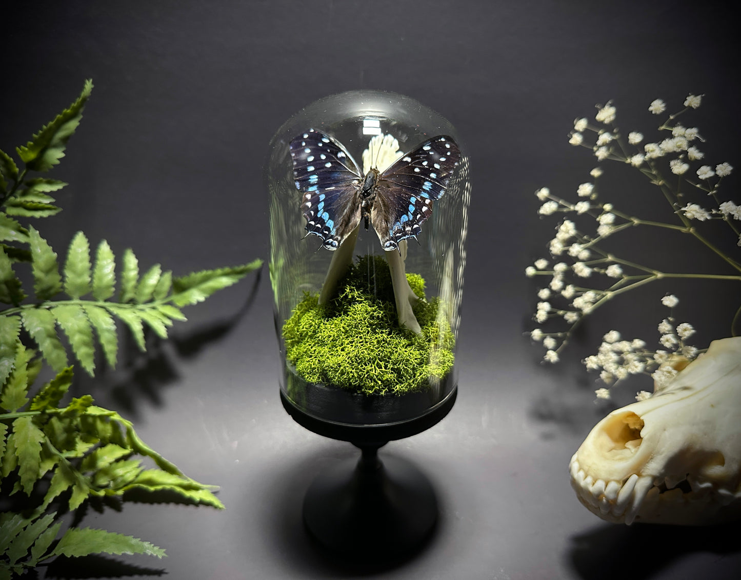 Taxidermy Dome Pedestal Display - Raccoon Jawbone with Blue & Black Butterfly
