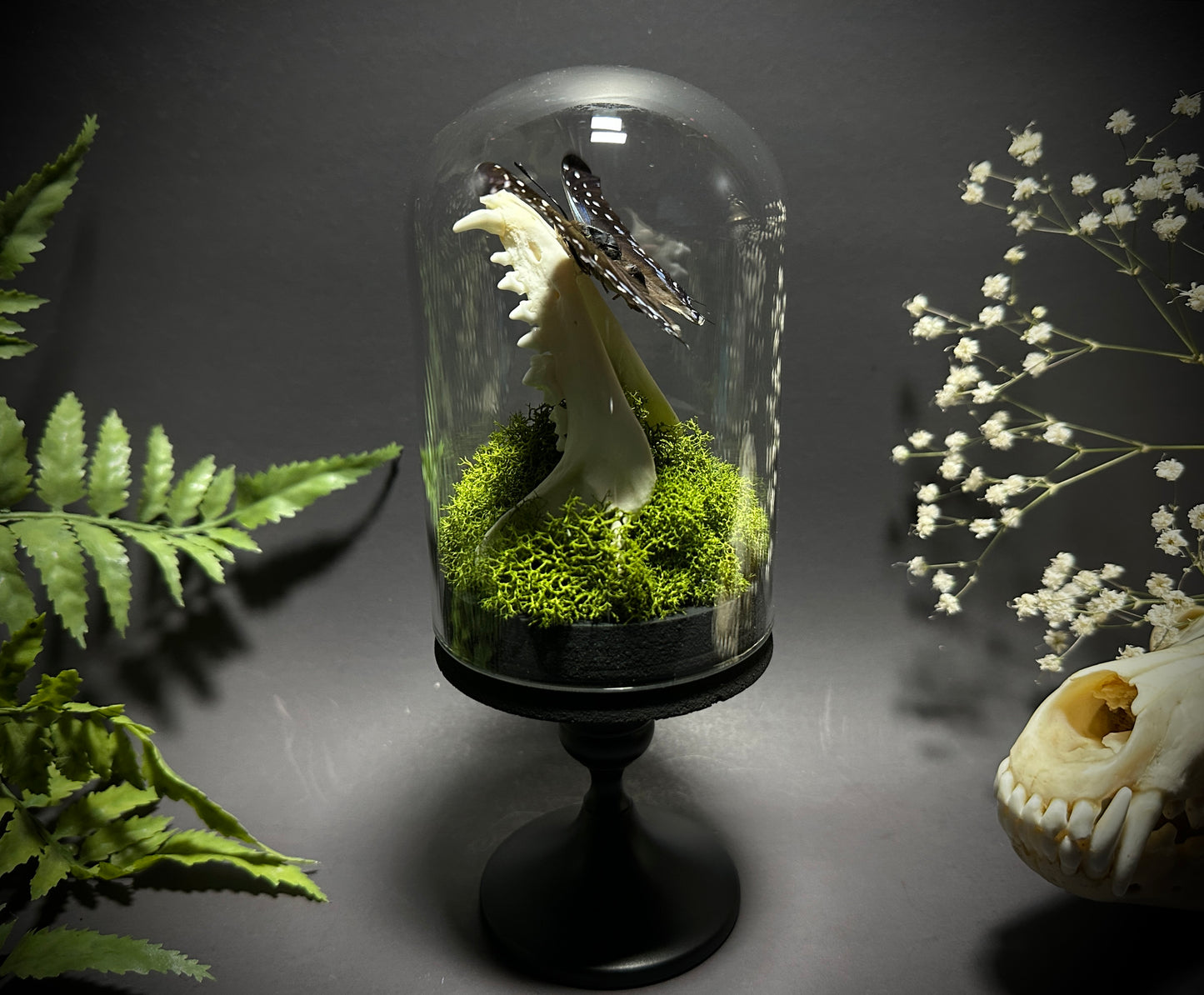 Taxidermy Dome Pedestal Display - Raccoon Jawbone with Blue & Black Butterfly