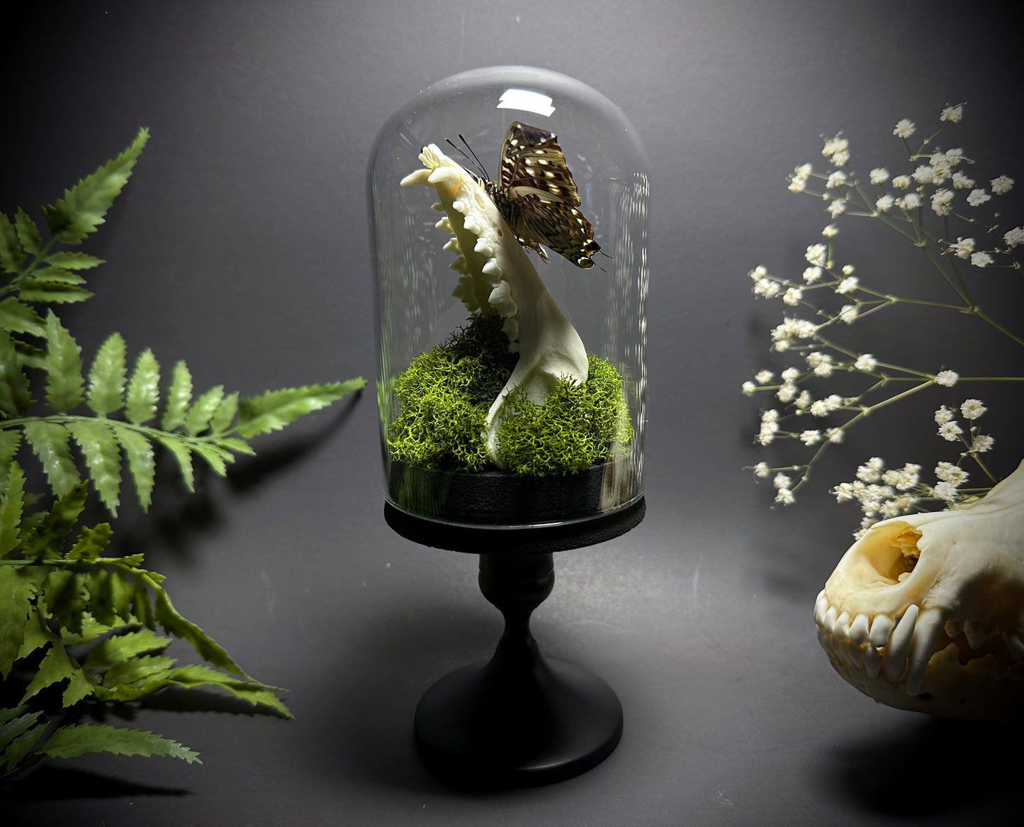Taxidermy Dome Pedestal Display - Raccoon Jawbone with Blue & Black Butterfly