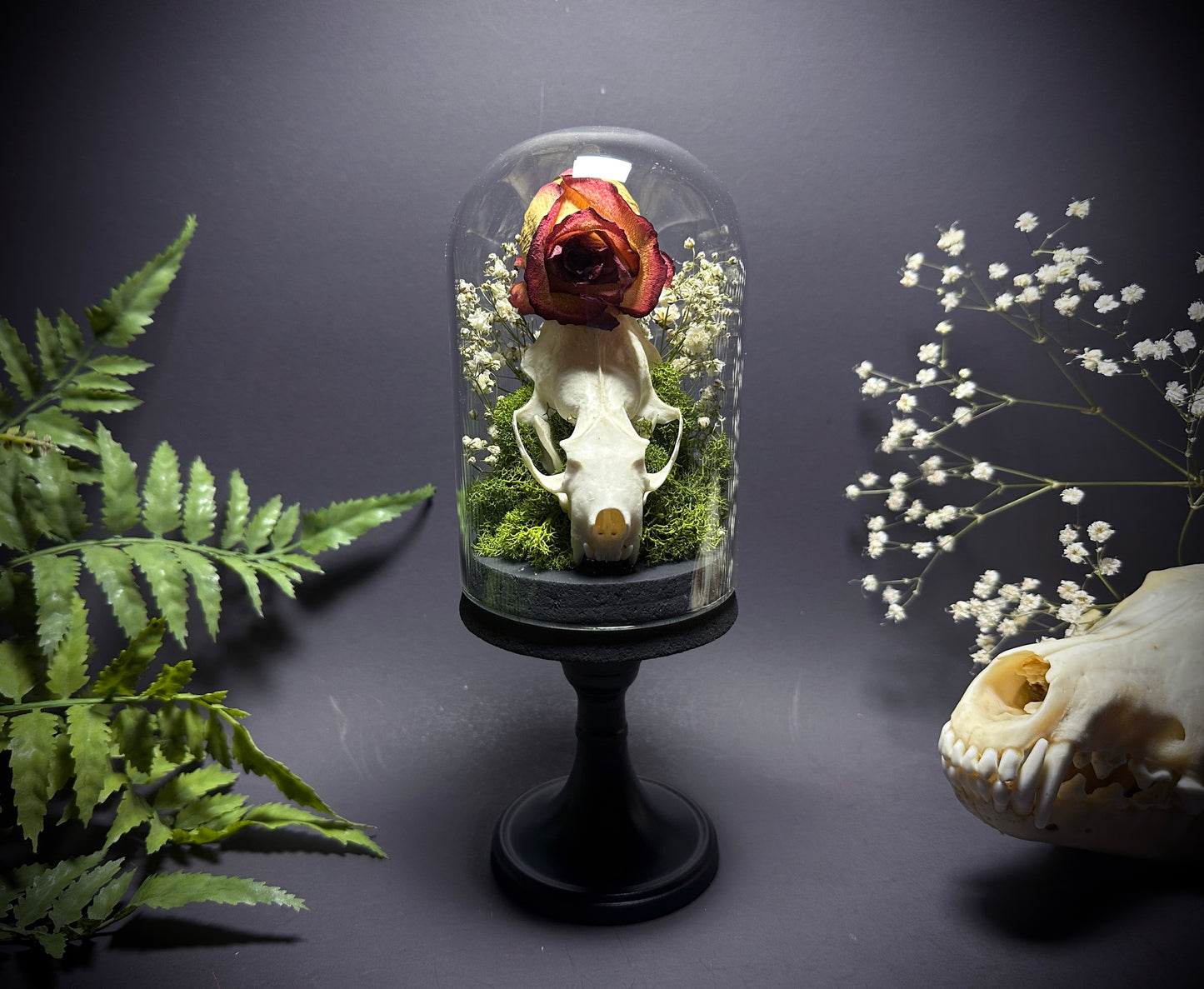 Taxidermy Dome Pedestal Display -  Mink Skull and Real Rose