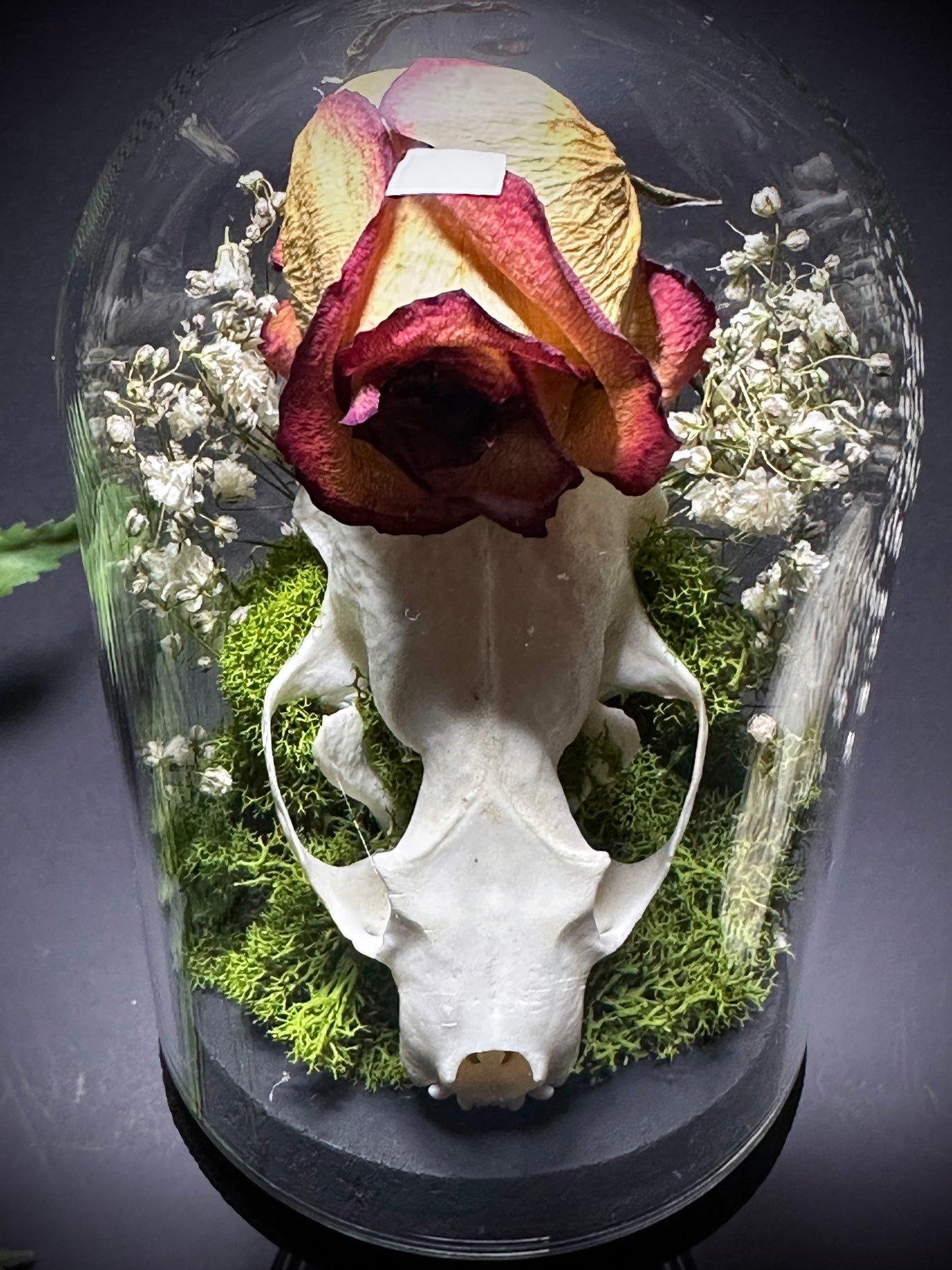 Taxidermy Dome Pedestal Display -  Mink Skull and Real Rose