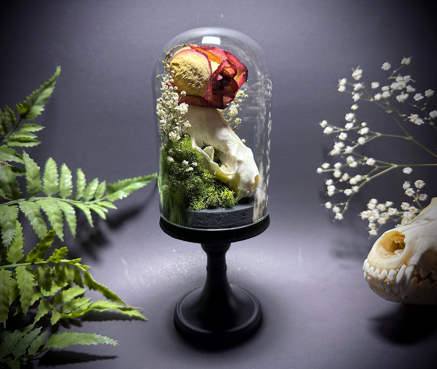 Taxidermy Dome Pedestal Display -  Mink Skull and Real Rose