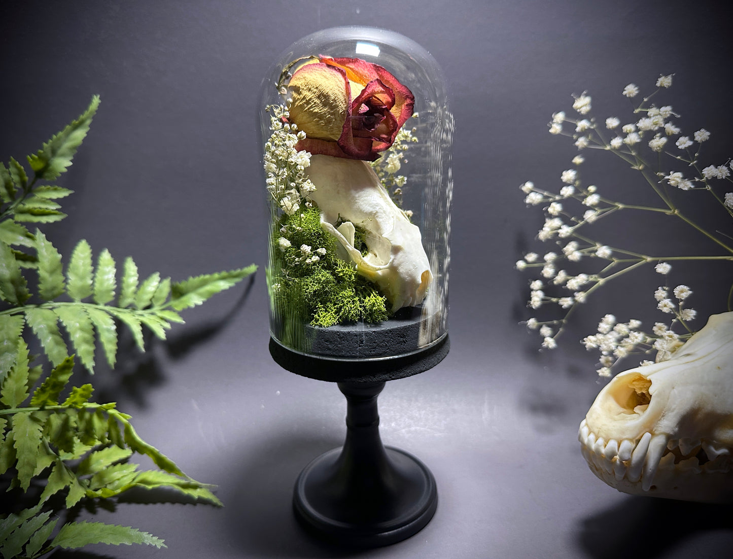 Taxidermy Dome Pedestal Display -  Mink Skull and Real Rose