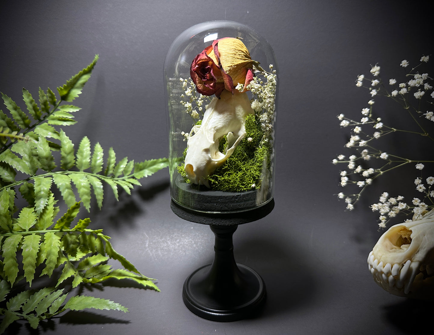 Taxidermy Dome Pedestal Display -  Mink Skull and Real Rose