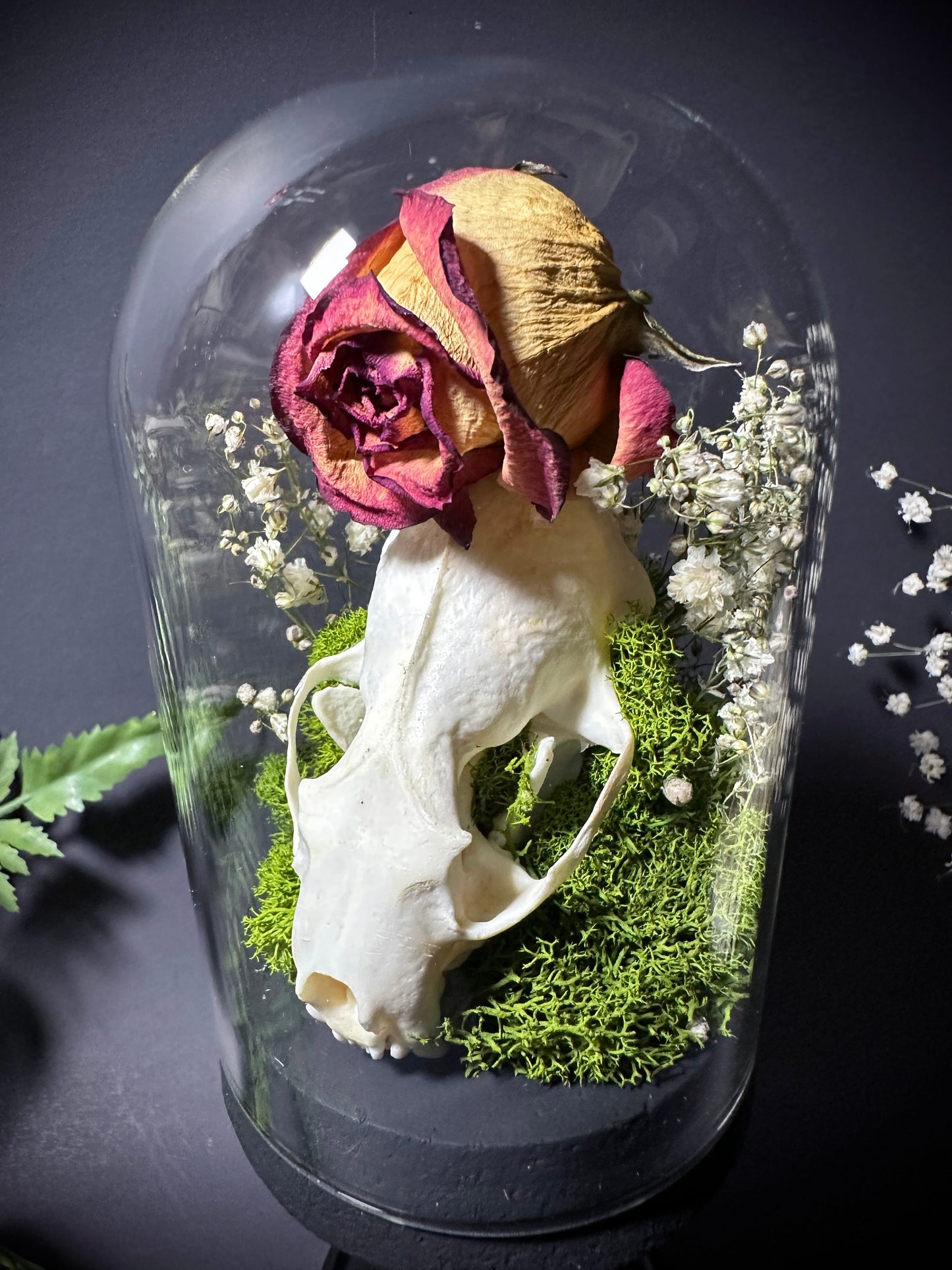 Taxidermy Dome Pedestal Display -  Mink Skull and Real Rose