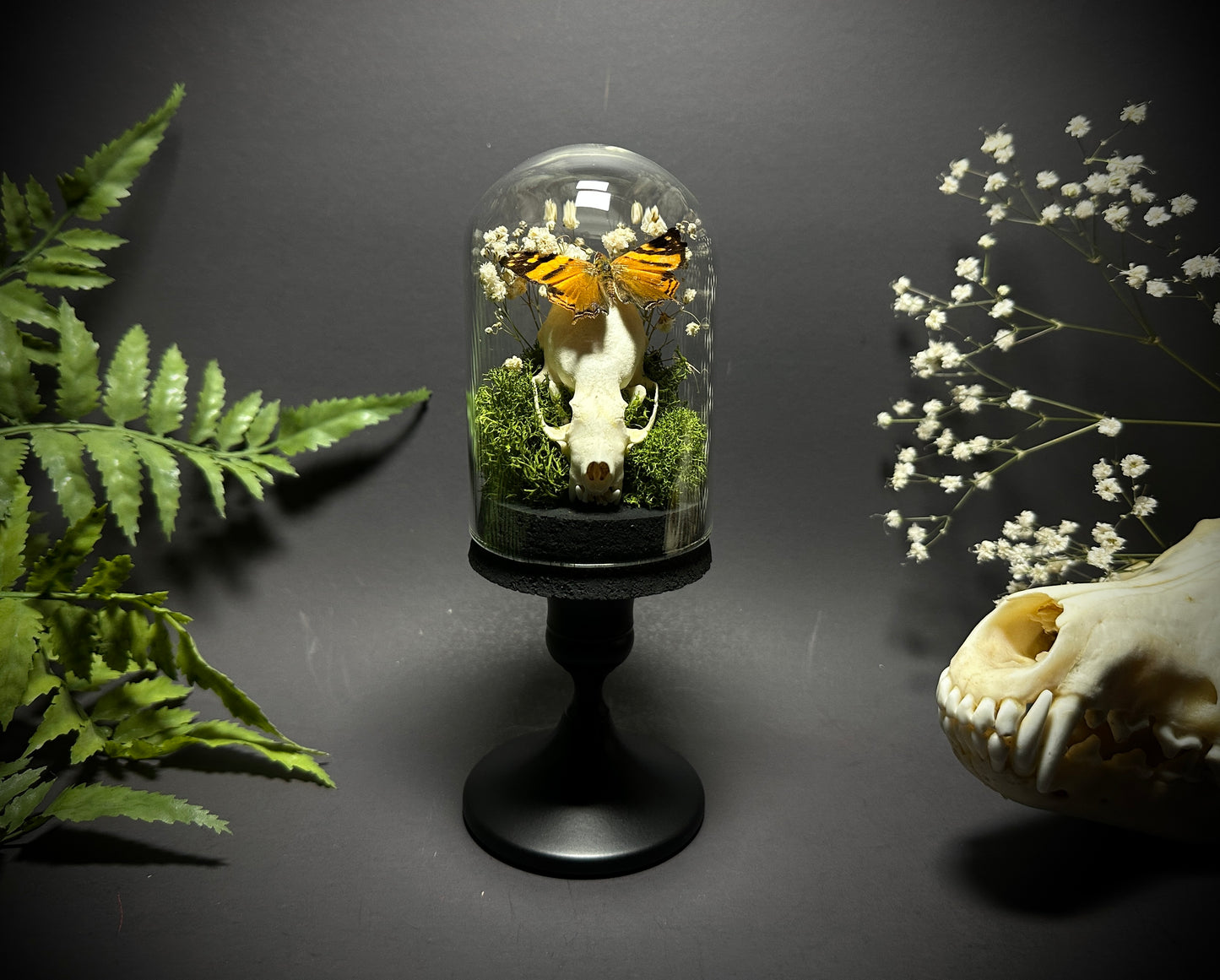 Taxidermy Dome Pedestal Display - Mink Skull and Butterfly