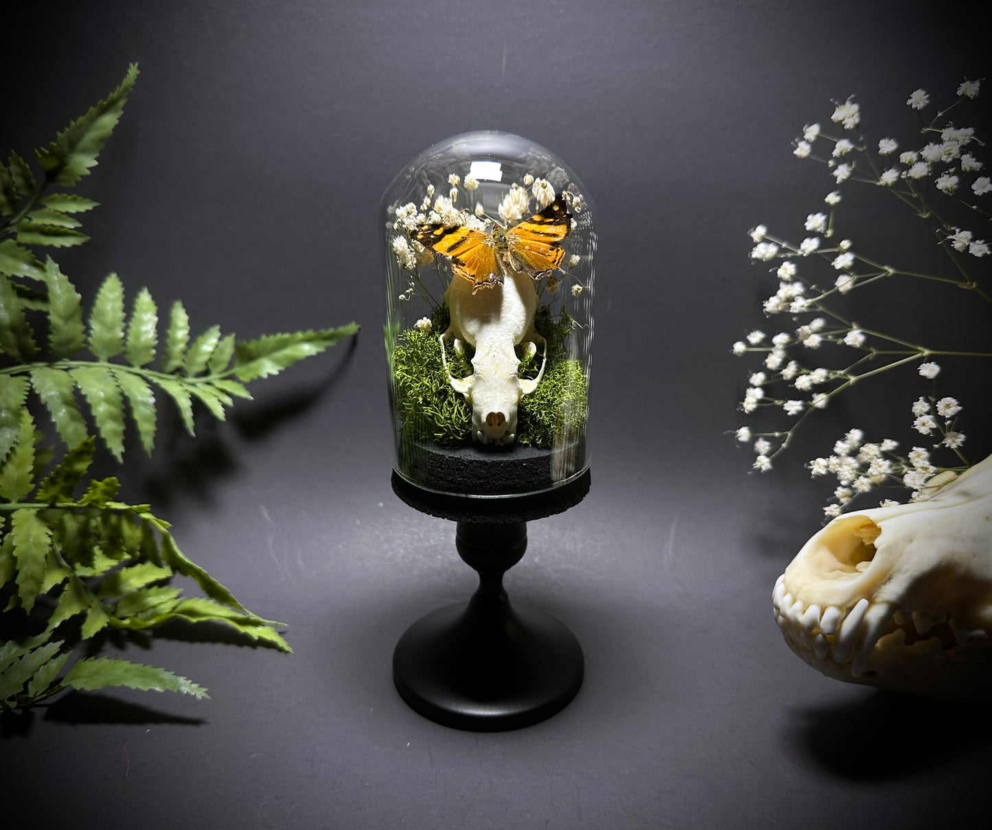 Taxidermy Dome Pedestal Display - Mink Skull and Butterfly