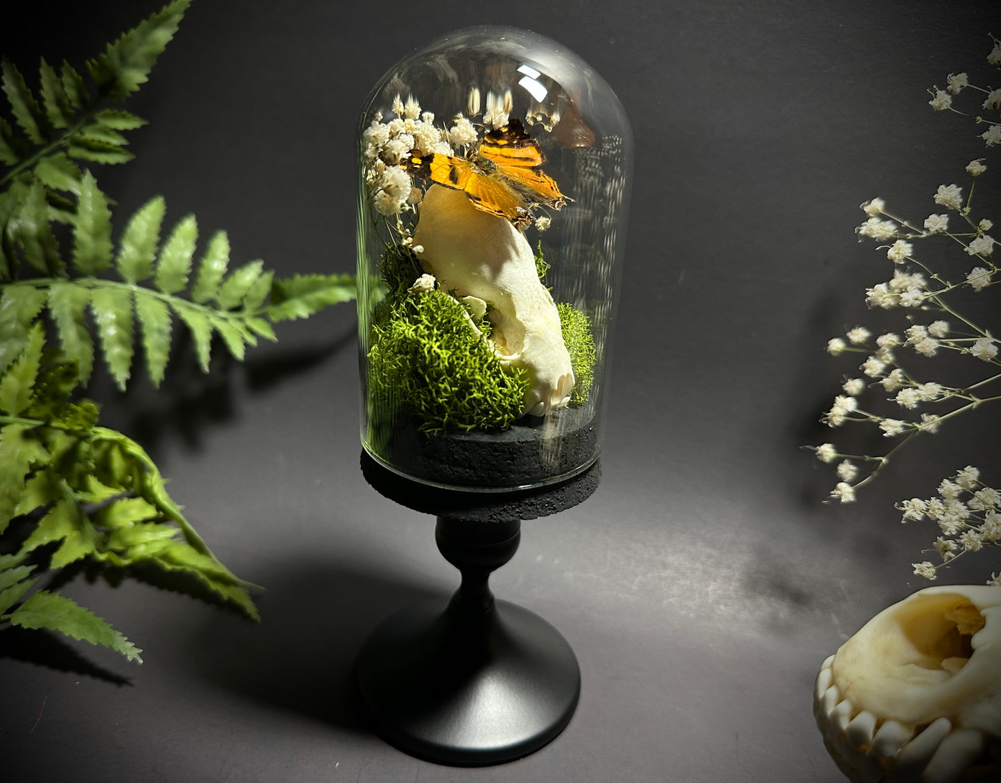 Taxidermy Dome Pedestal Display - Mink Skull and Butterfly