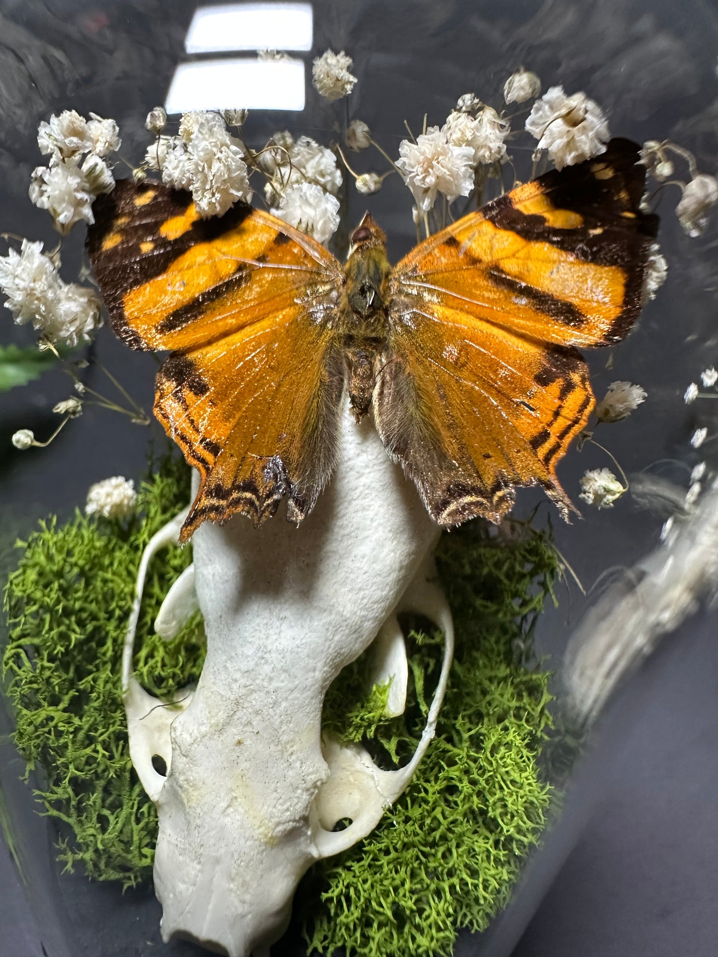 Taxidermy Dome Pedestal Display - Mink Skull and Butterfly