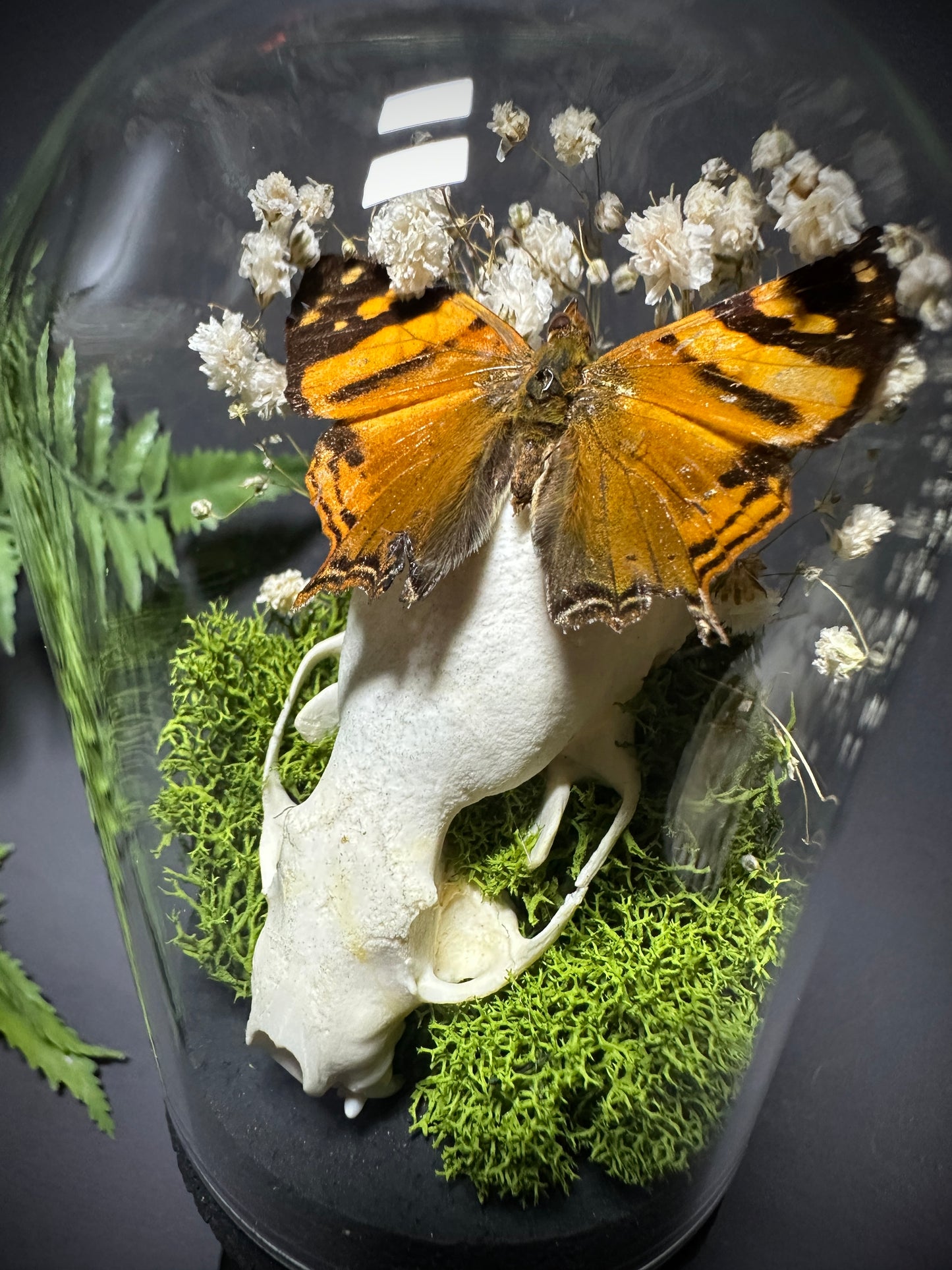 Taxidermy Dome Pedestal Display - Mink Skull and Butterfly