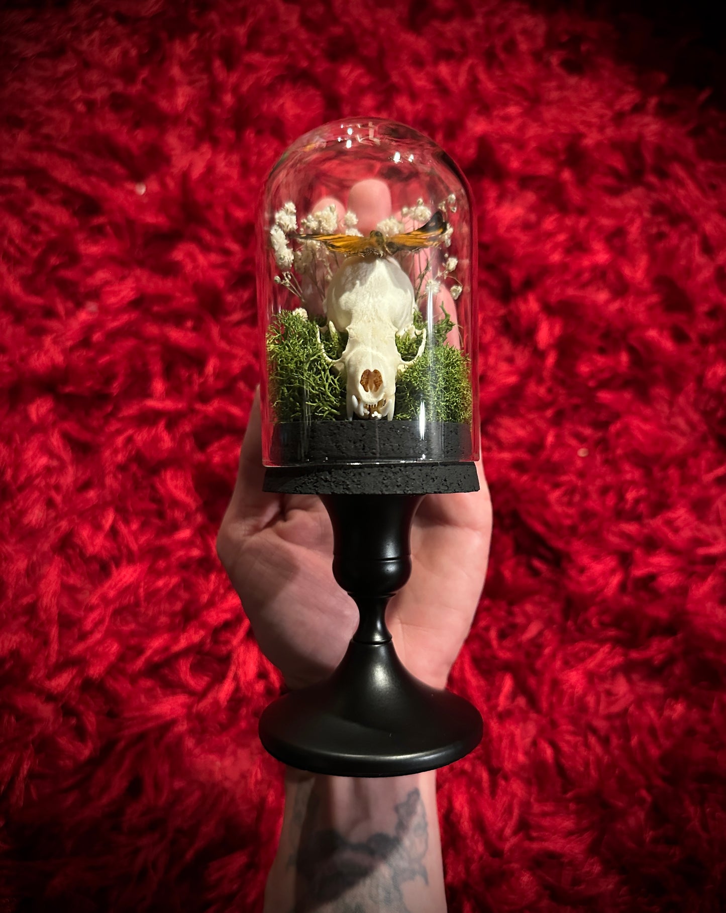 Taxidermy Dome Pedestal Display - Mink Skull and Butterfly