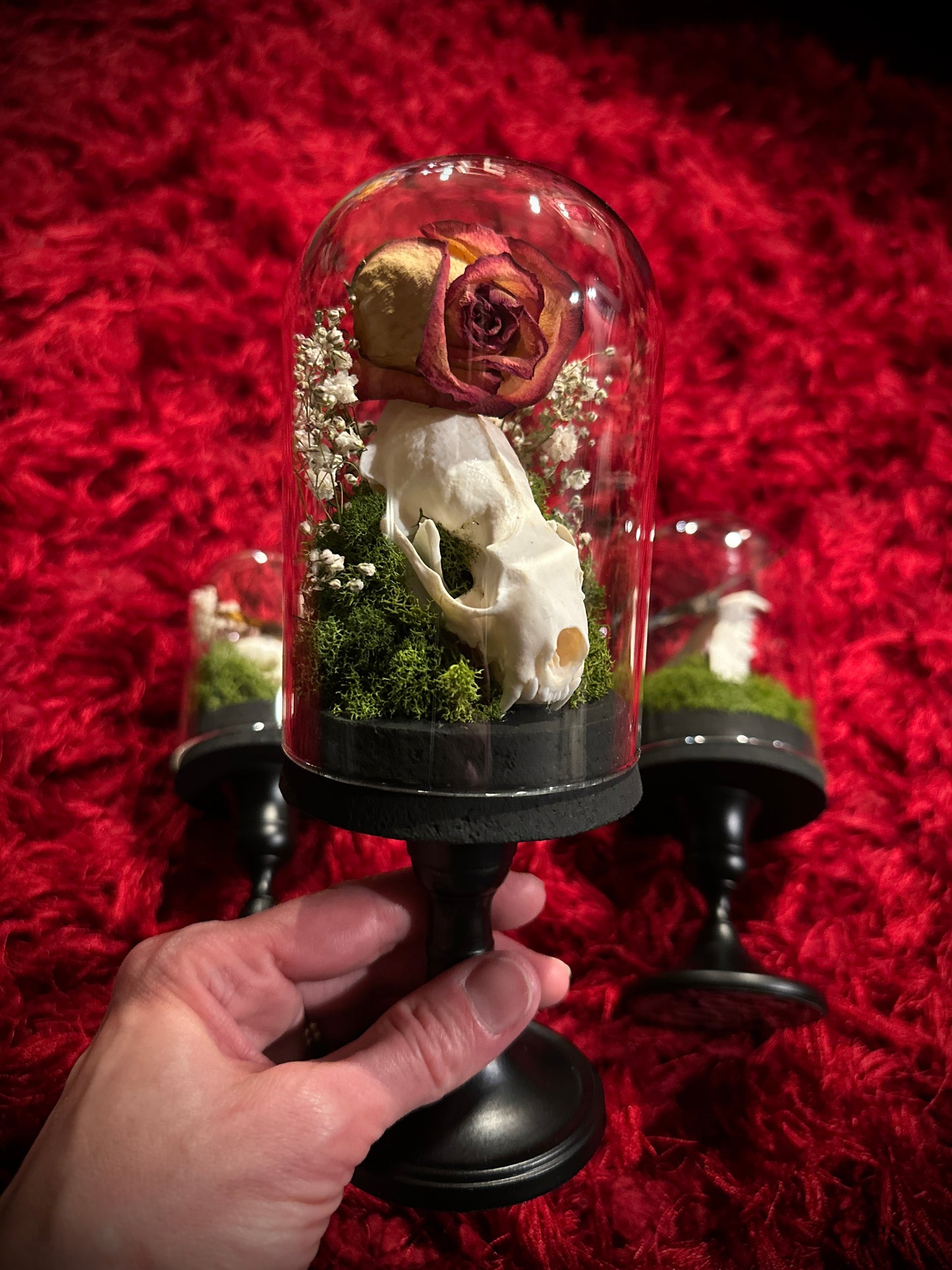 Taxidermy Dome Pedestal Display -  Mink Skull and Real Rose