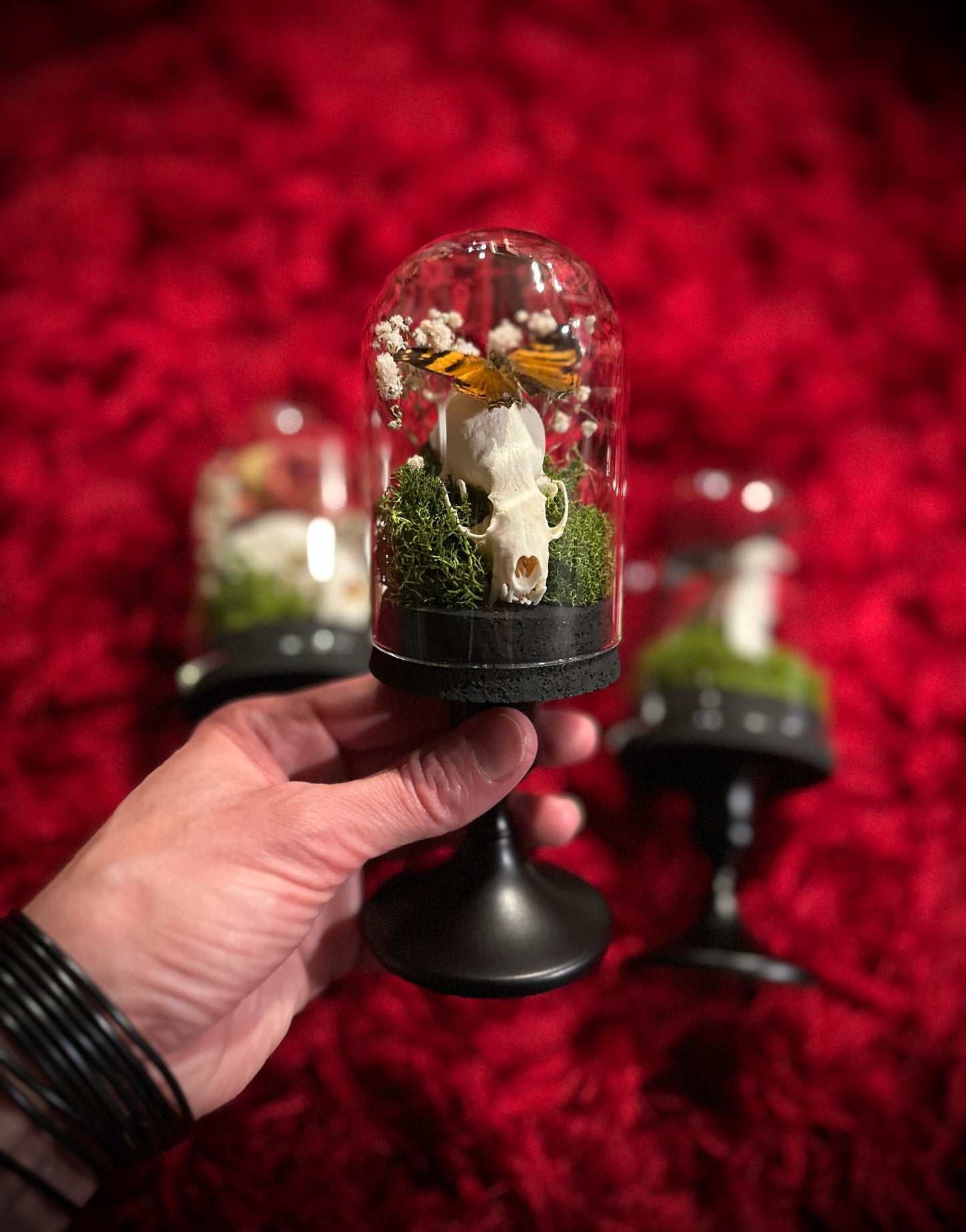 Taxidermy Dome Pedestal Display - Mink Skull and Butterfly