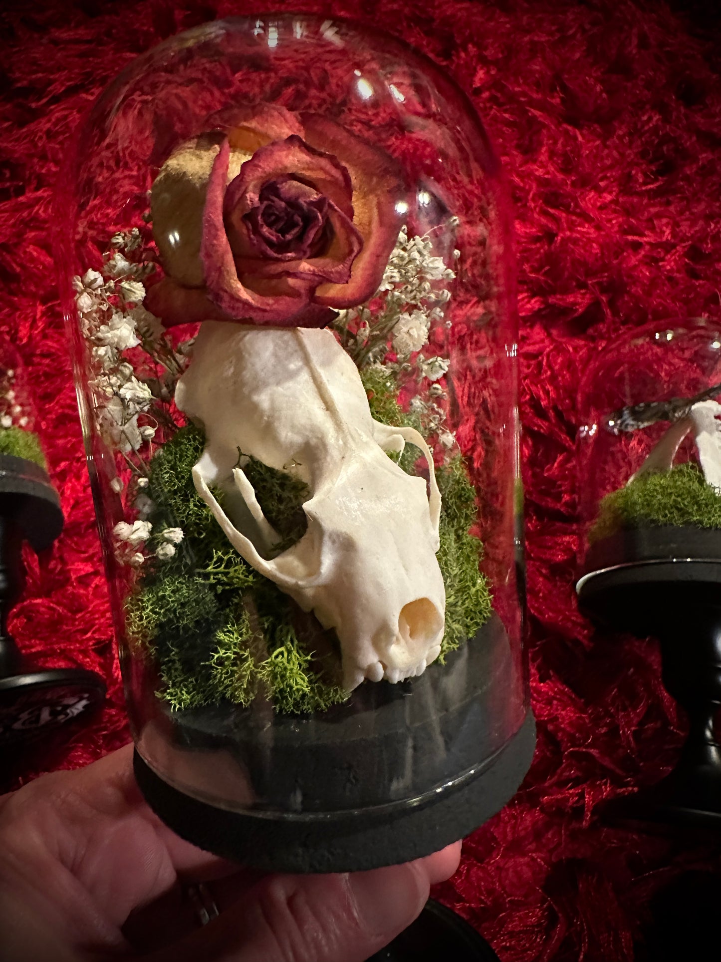 Taxidermy Dome Pedestal Display -  Mink Skull and Real Rose