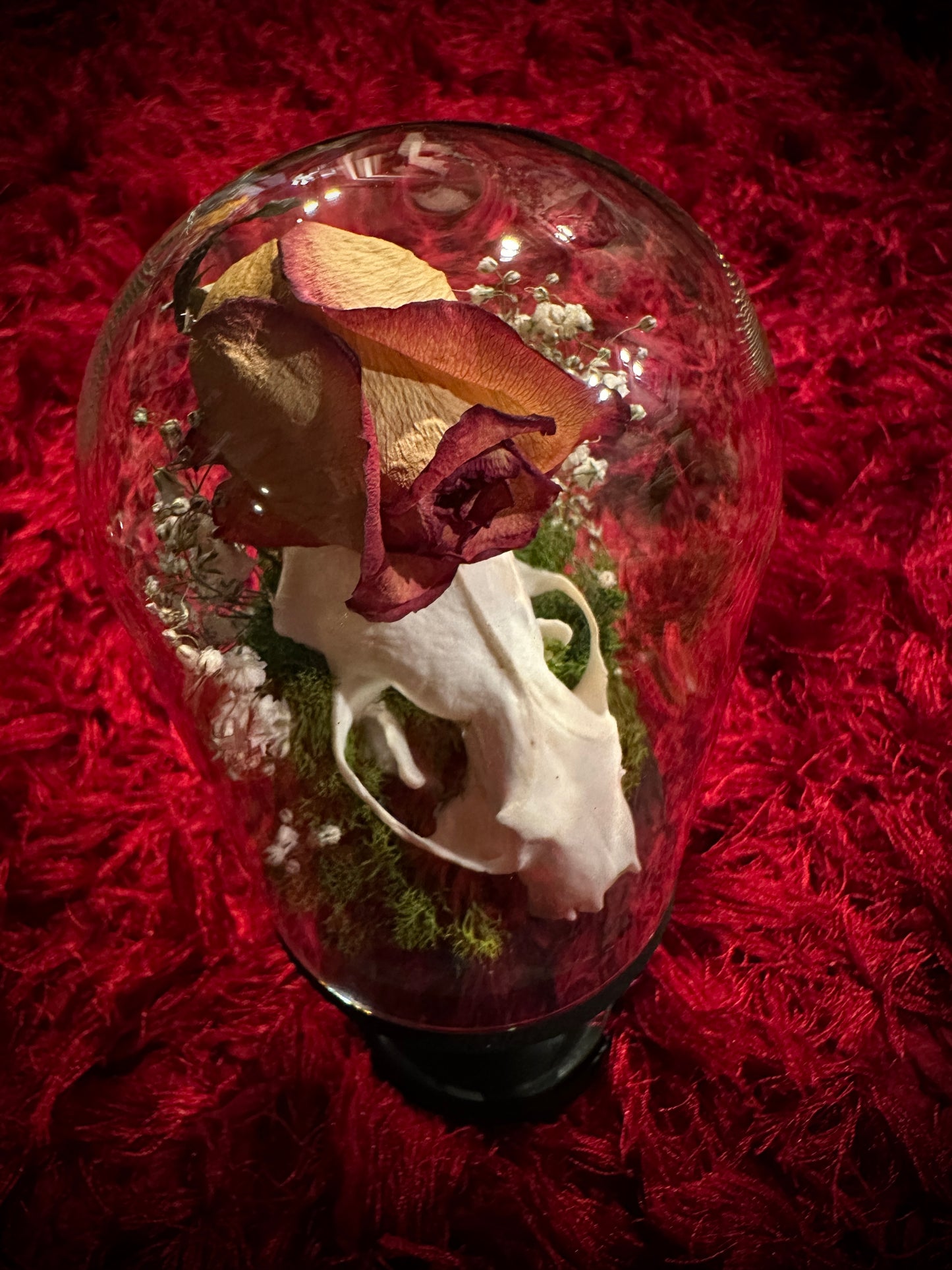 Taxidermy Dome Pedestal Display -  Mink Skull and Real Rose