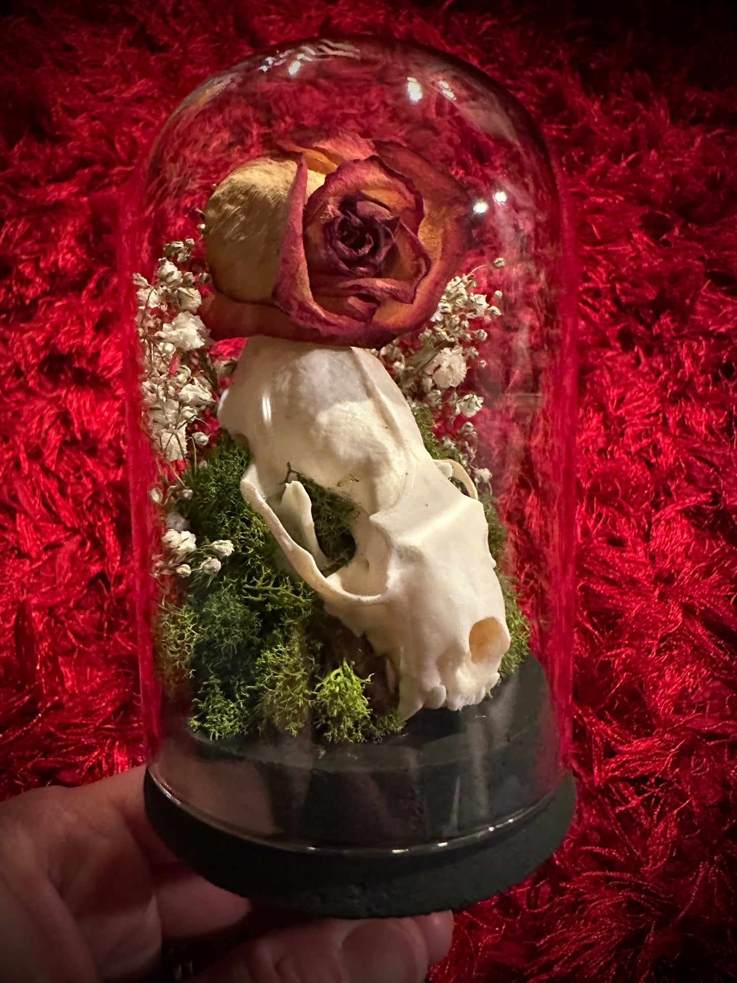 Taxidermy Dome Pedestal Display -  Mink Skull and Real Rose