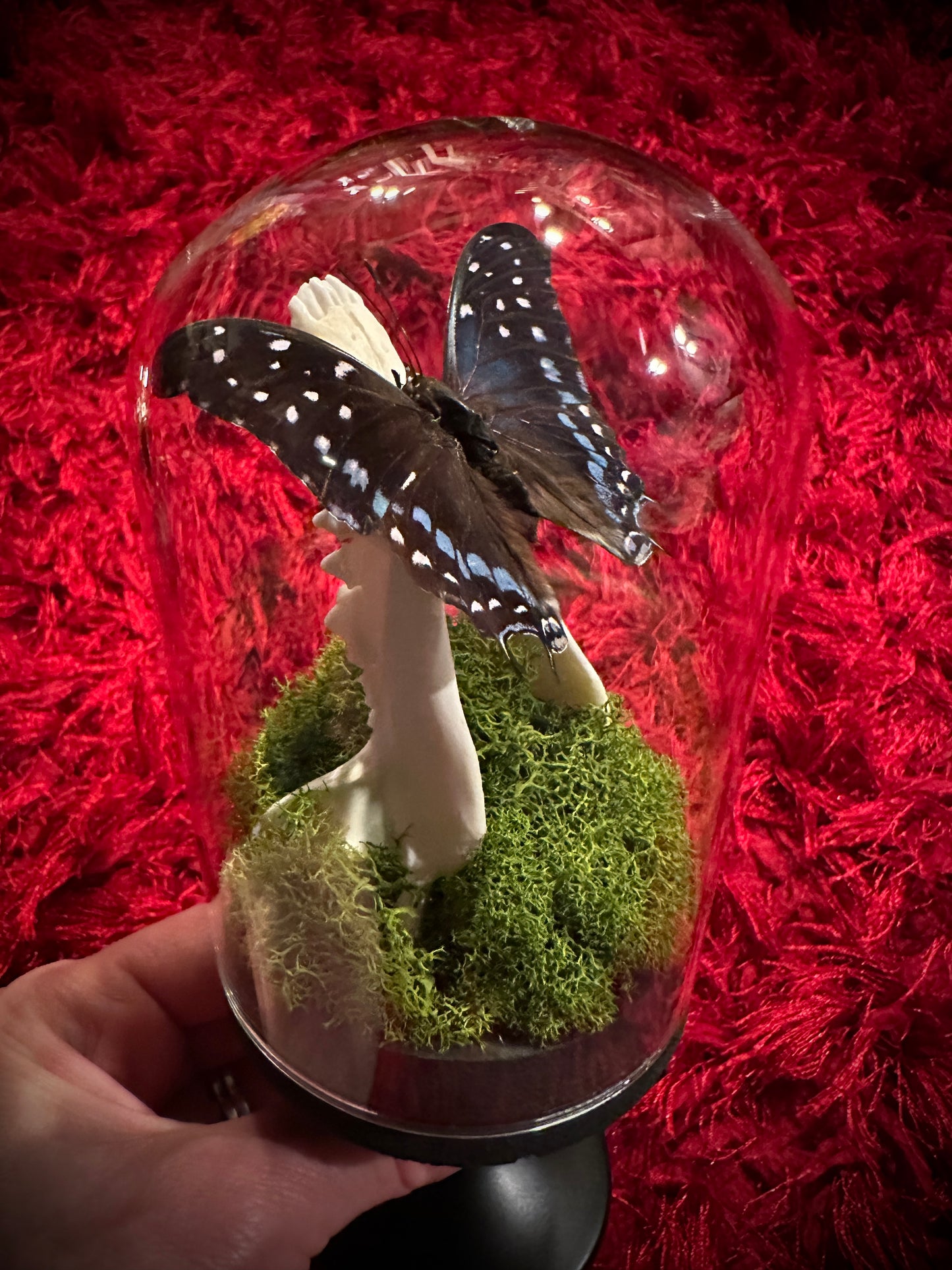 Taxidermy Dome Pedestal Display - Raccoon Jawbone with Blue & Black Butterfly