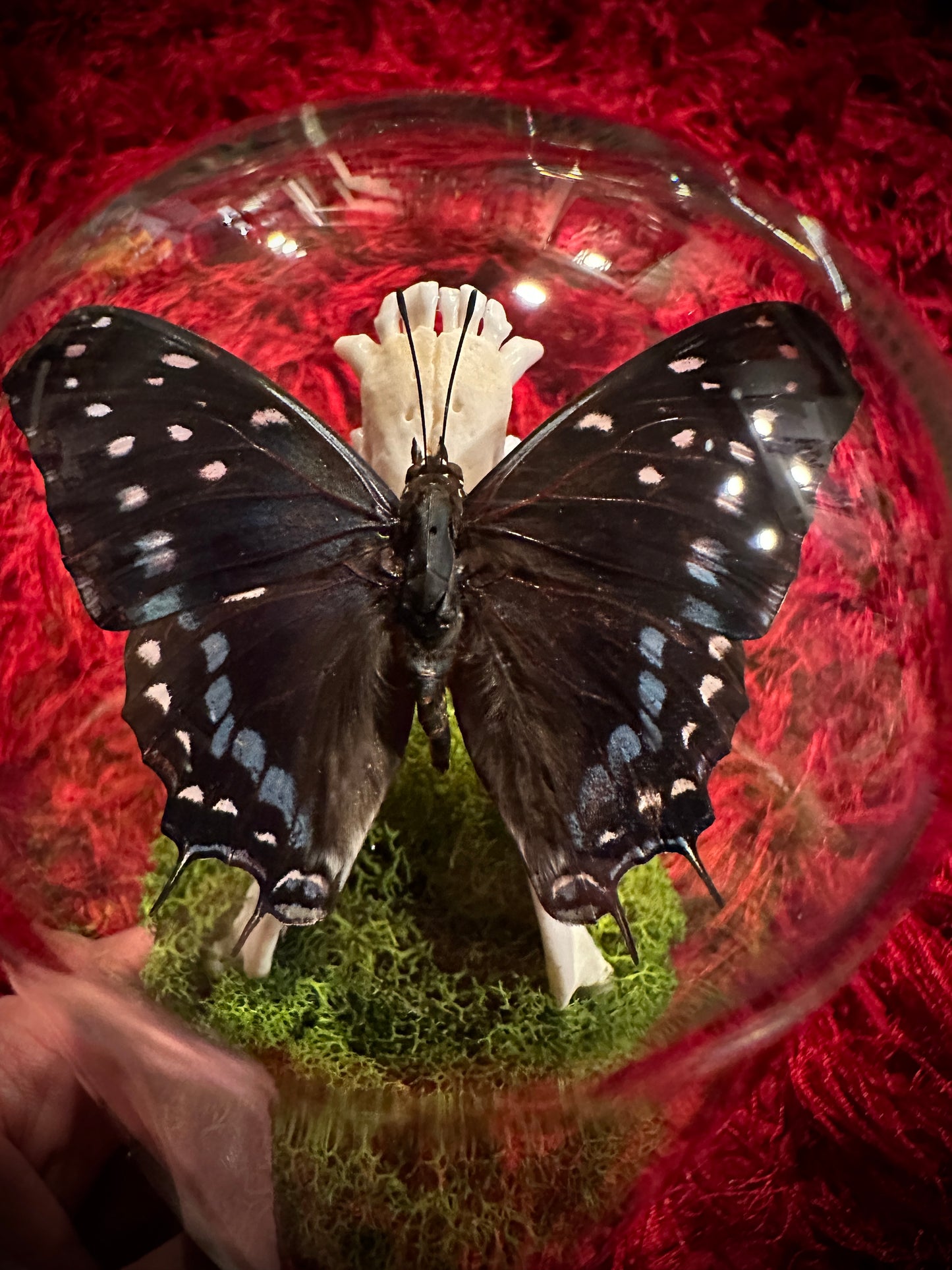 Taxidermy Dome Pedestal Display - Raccoon Jawbone with Blue & Black Butterfly