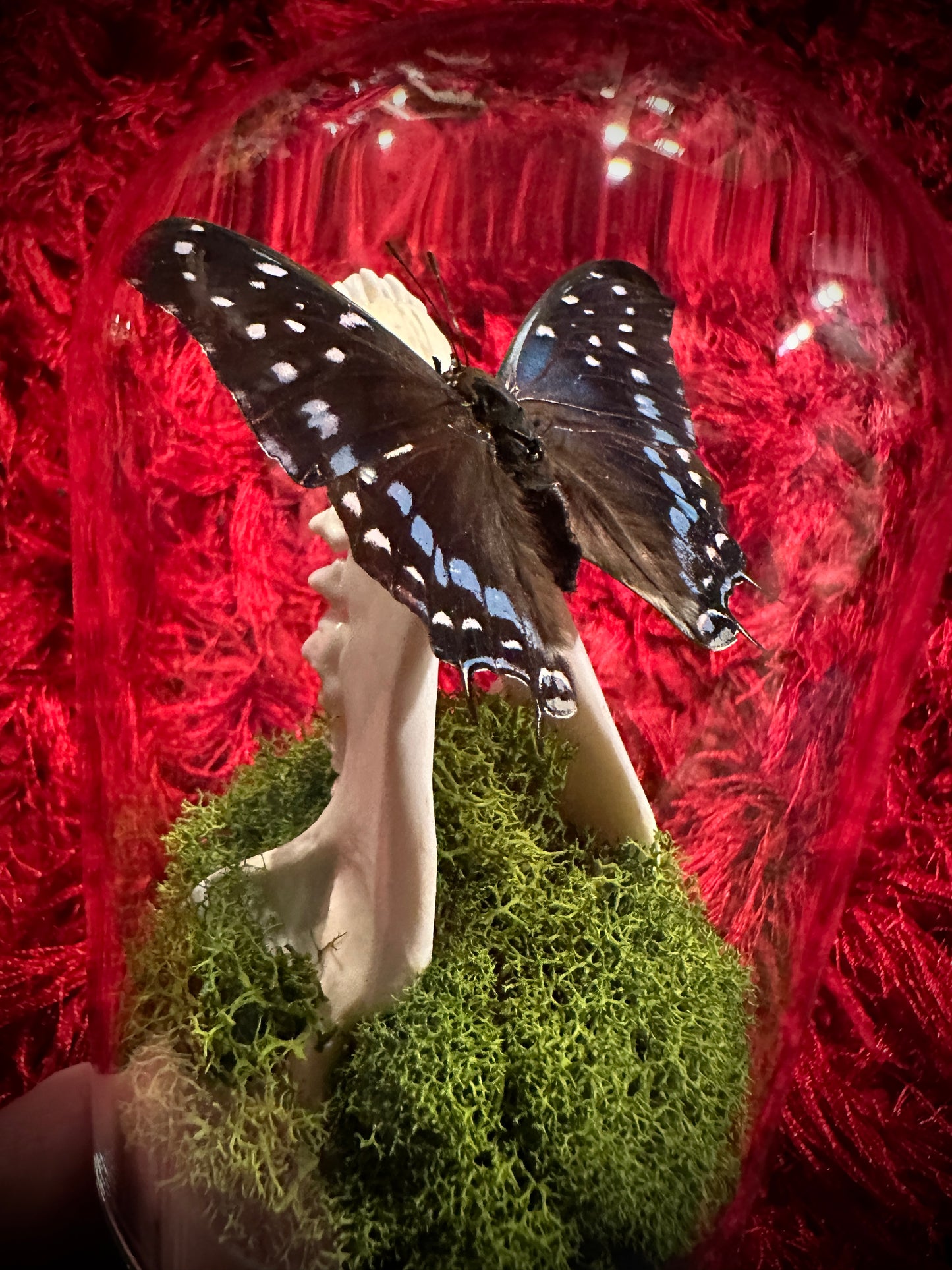 Taxidermy Dome Pedestal Display - Raccoon Jawbone with Blue & Black Butterfly