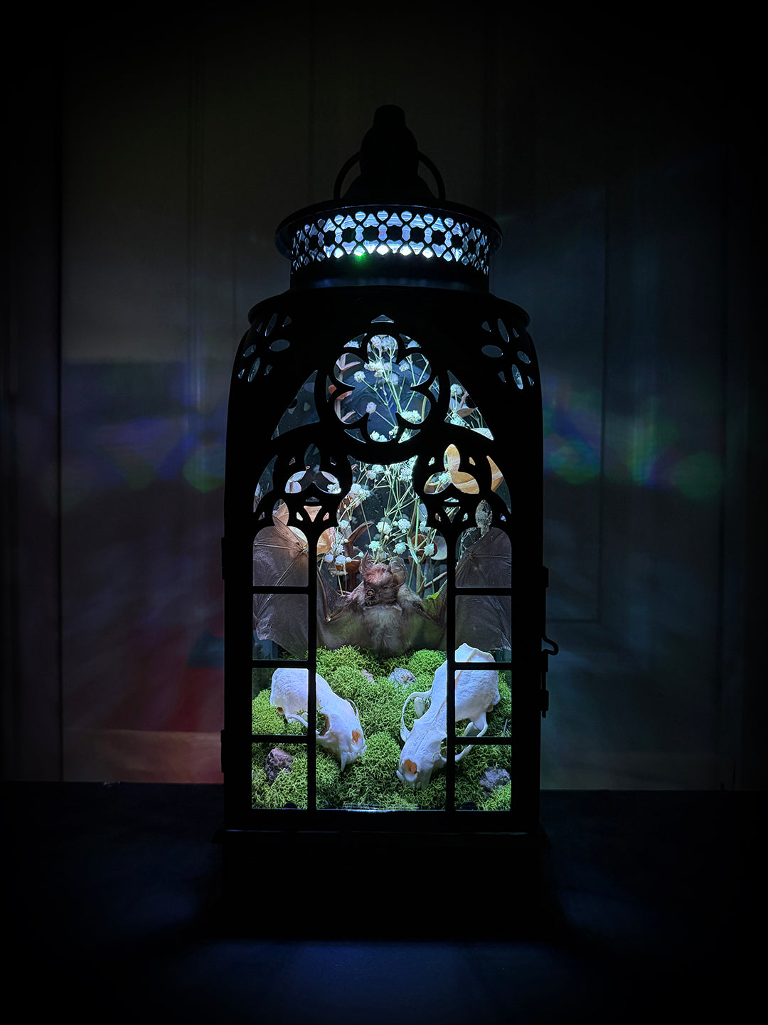 Custom Taxidermy Bat Lantern for Cameron