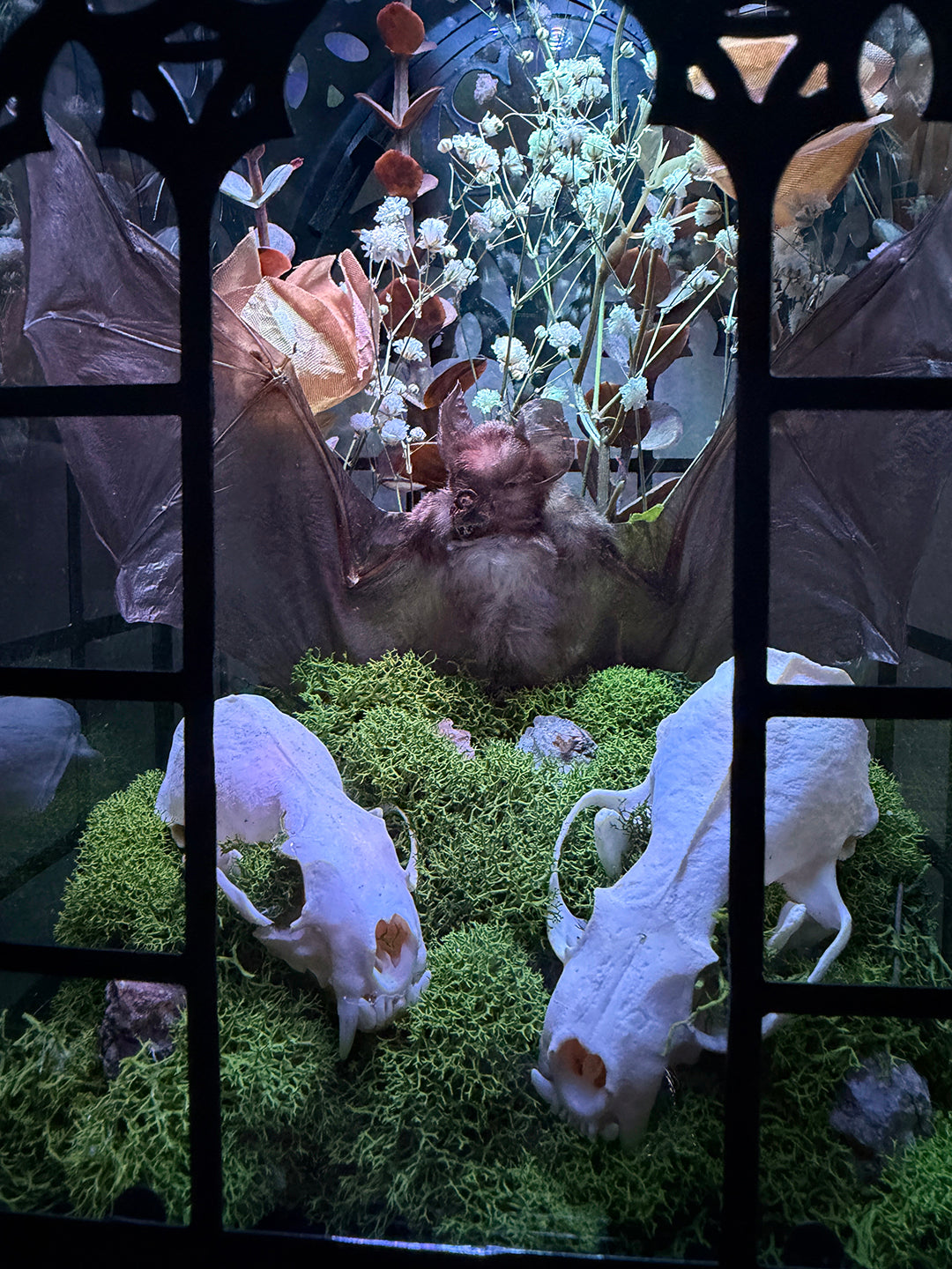 Custom Taxidermy Bat Lantern for Cameron