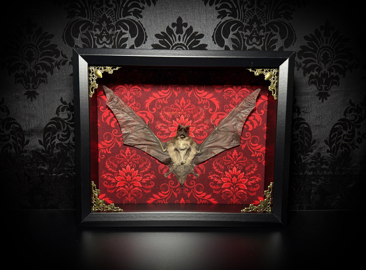 11x9 Taxidermy Bat Shadowbox in Red Damask - Javan Mastiff Bat - READY TO SHIP