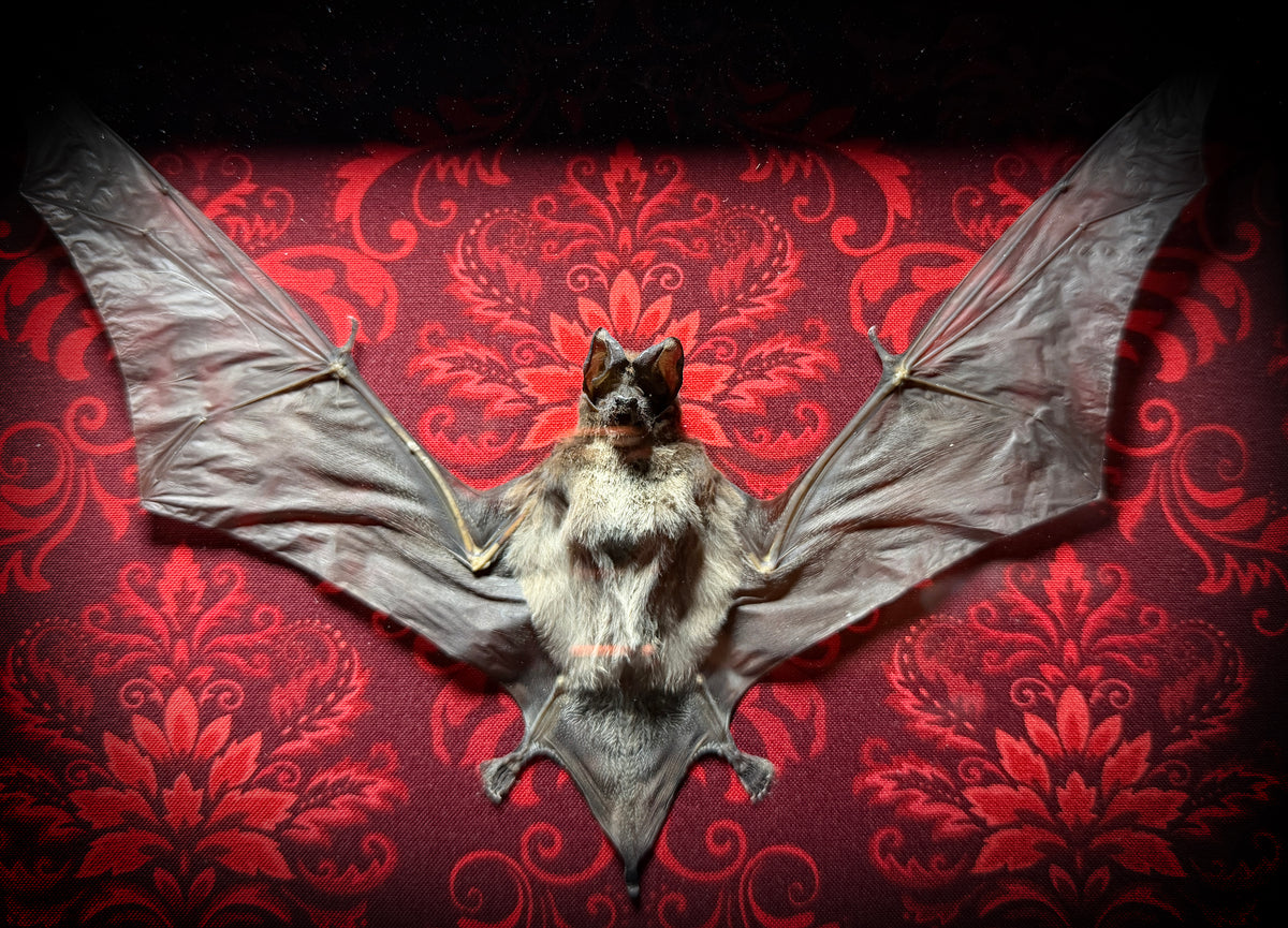 11x9 Taxidermy Bat Shadowbox in Red Damask - Javan Mastiff Bat - READY TO SHIP