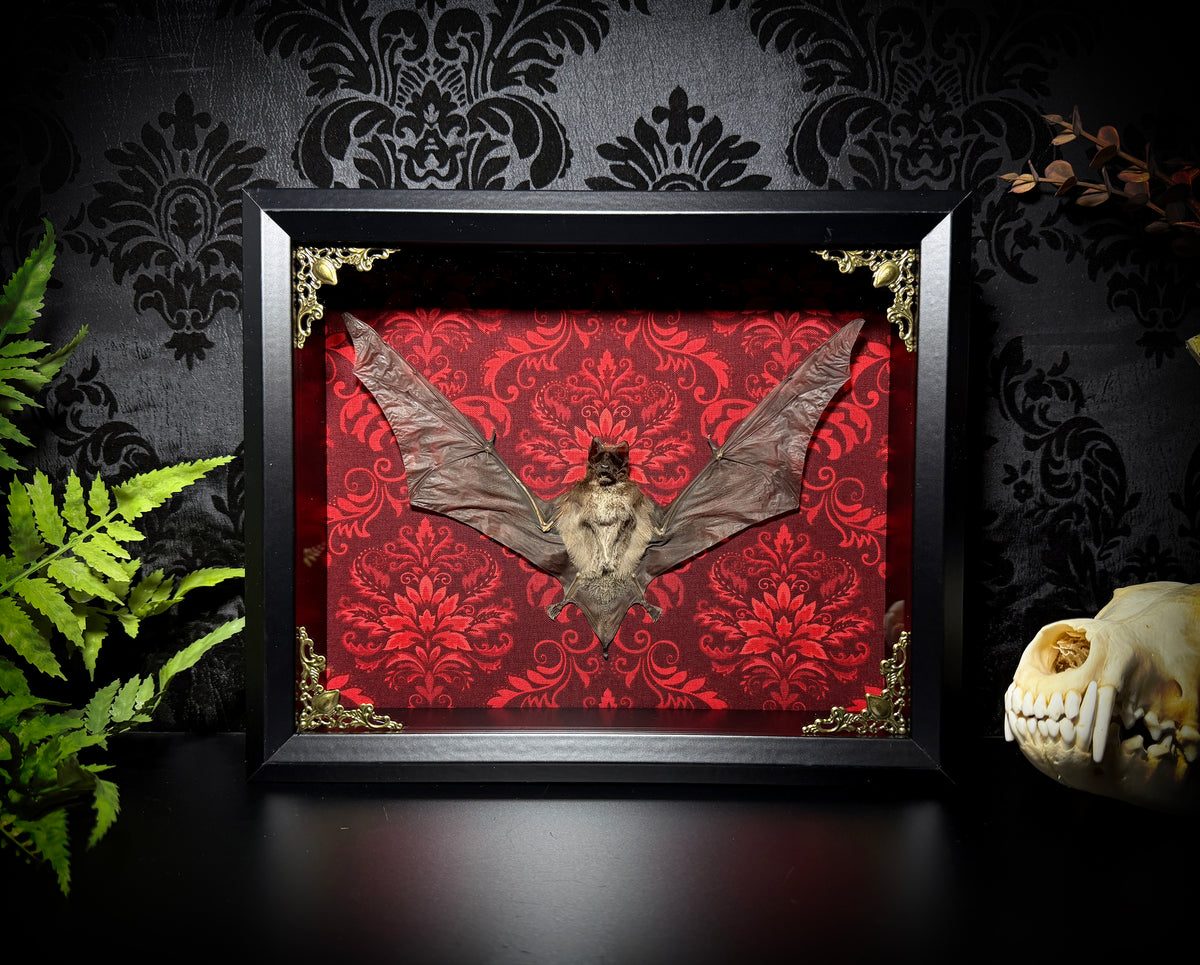 11x9 Taxidermy Bat Shadowbox in Red Damask - Javan Mastiff Bat - READY TO SHIP