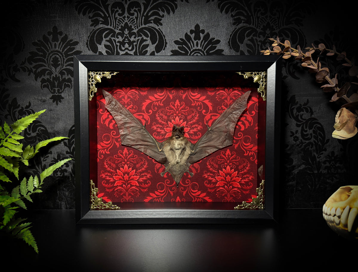 11x9 Taxidermy Bat Shadowbox in Red Damask - Javan Mastiff Bat - READY TO SHIP