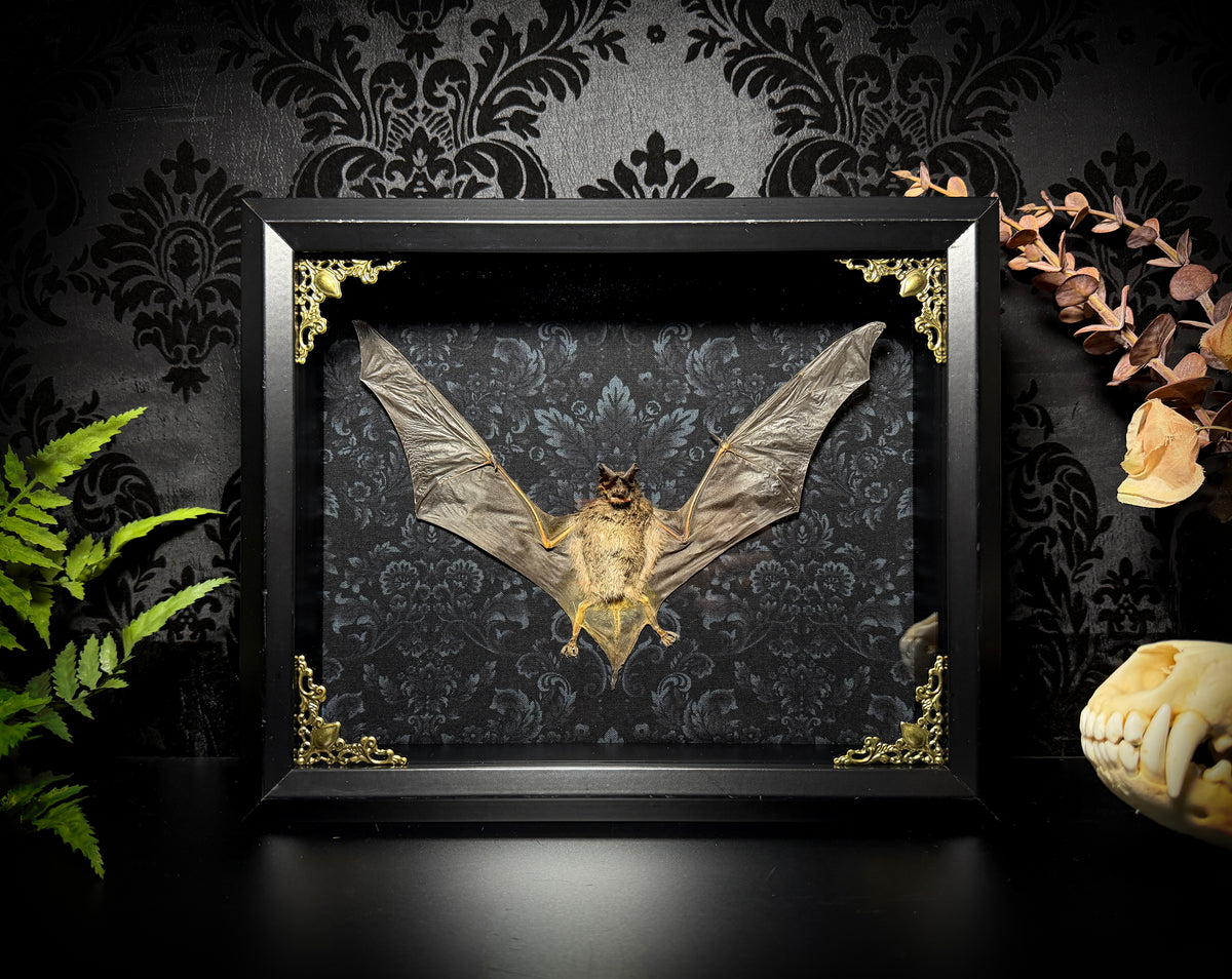 11x9 Taxidermy Bat Shadowbox in Black Damask - Javan Mastiff Bat - READY TO SHIP