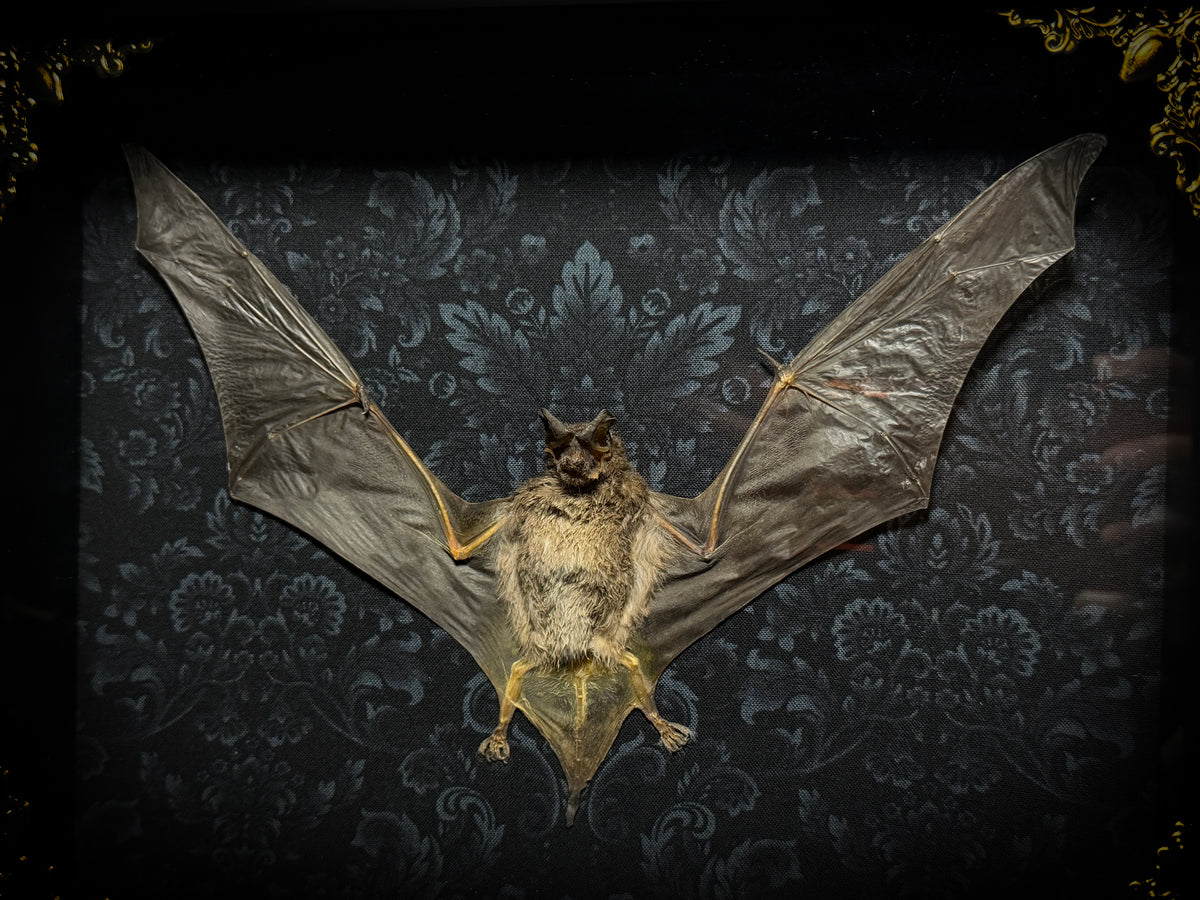 11x9 Taxidermy Bat Shadowbox in Black Damask - Javan Mastiff Bat - READY TO SHIP