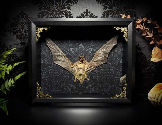 11x9 Taxidermy Bat Shadowbox in Black Damask - Javan Mastiff Bat - READY TO SHIP