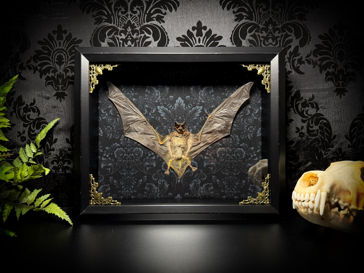 11x9 Taxidermy Bat Shadowbox in Black Damask - Javan Mastiff Bat - READY TO SHIP