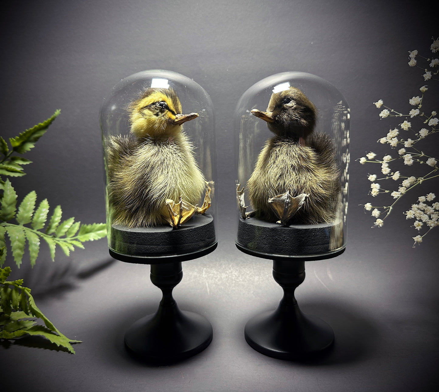 Taxidermy Baby Duckling Pedestal Dome Display