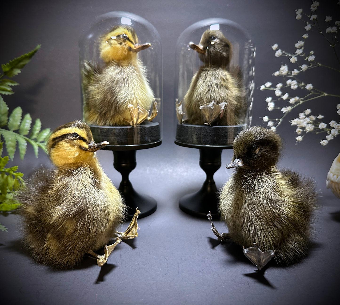Taxidermy Baby Duckling Pedestal Dome Display