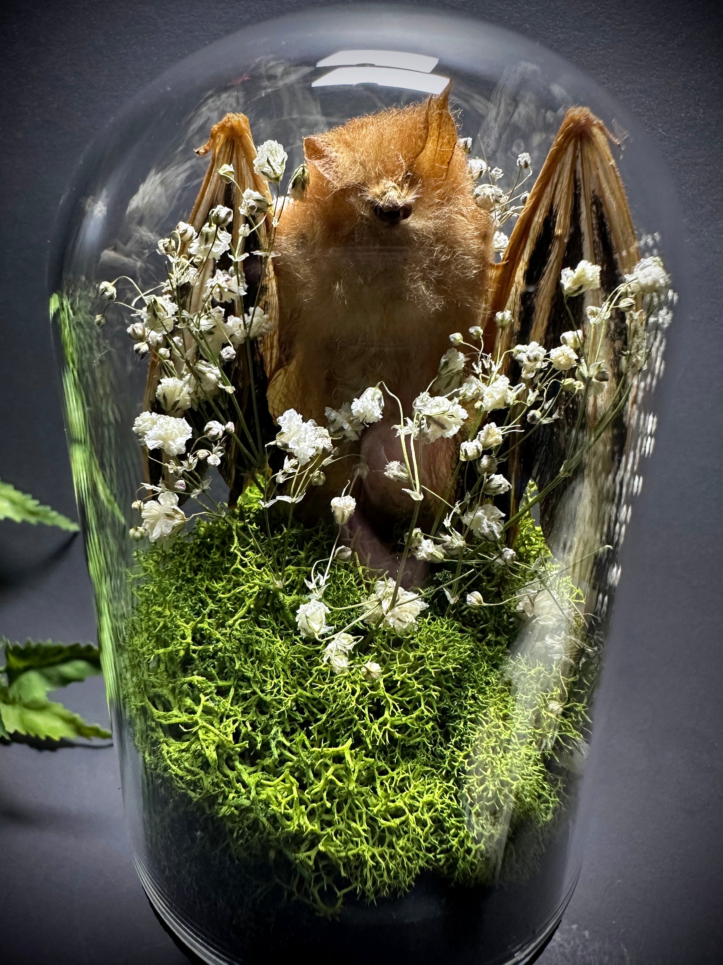 Painted Wooly Bat Taxidermy Pedestal Display
