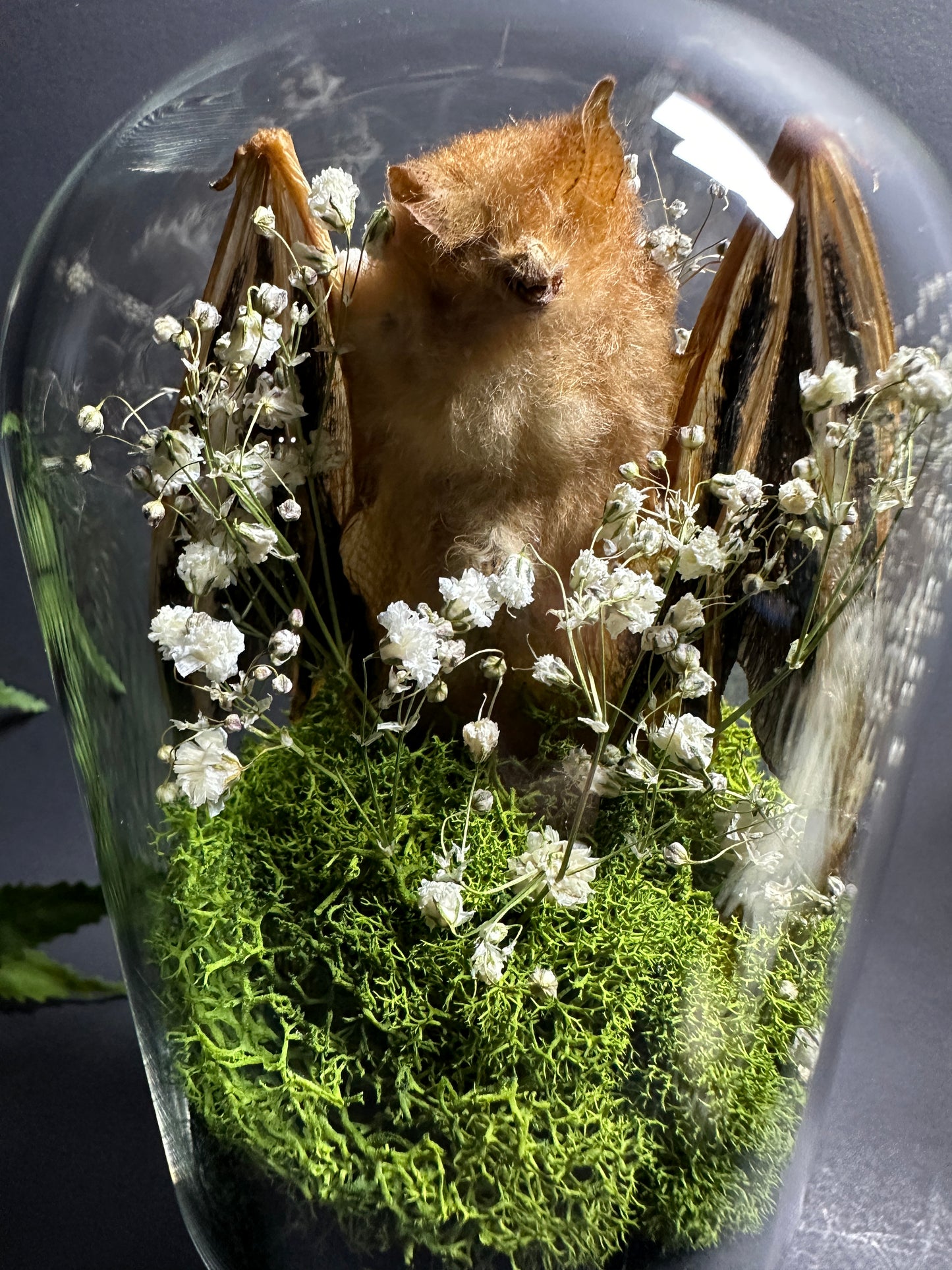 Painted Wooly Bat Taxidermy Pedestal Display