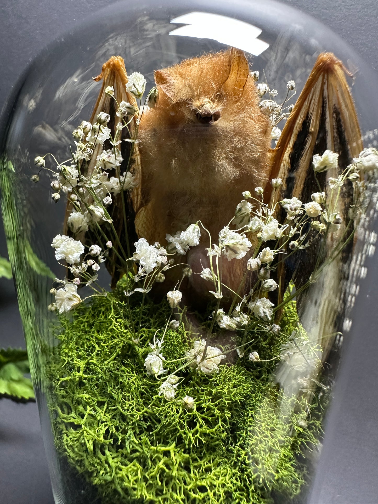 Painted Wooly Bat Taxidermy Pedestal Display