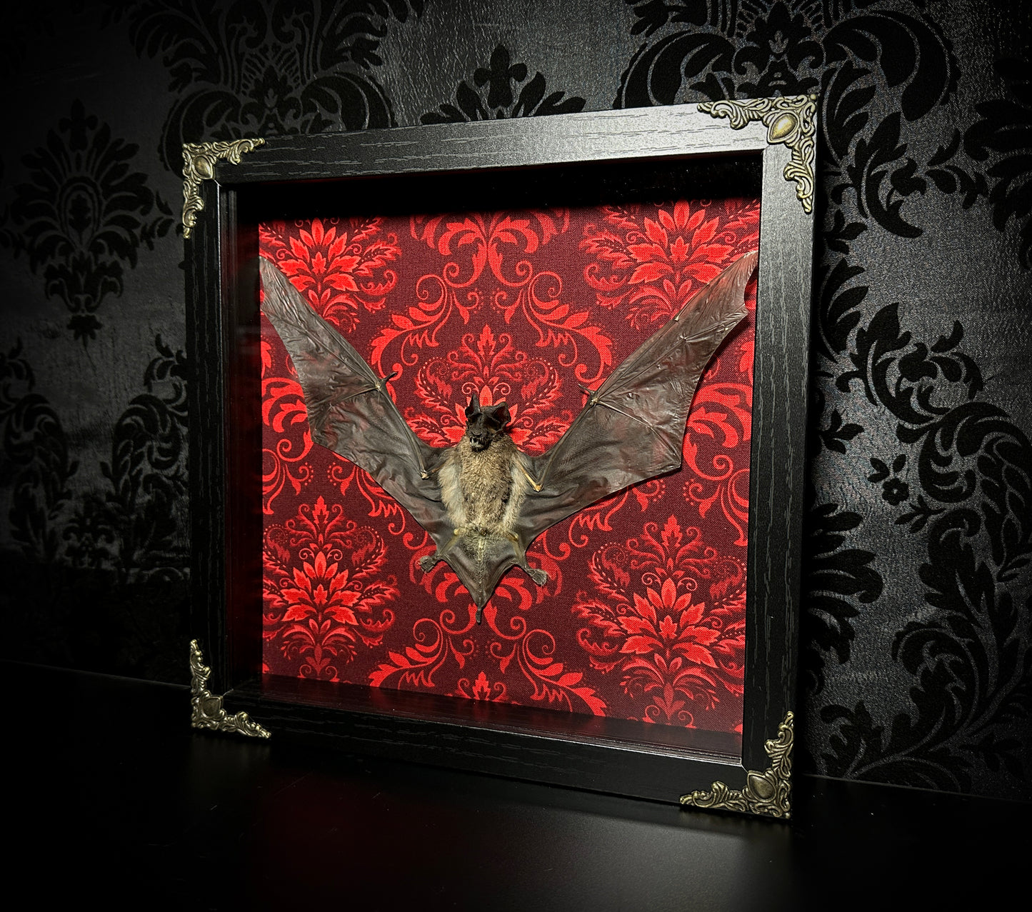 Taxidermy Bat Shadowbox Featuring Javan Mastiff Bat with Red Damask Backing