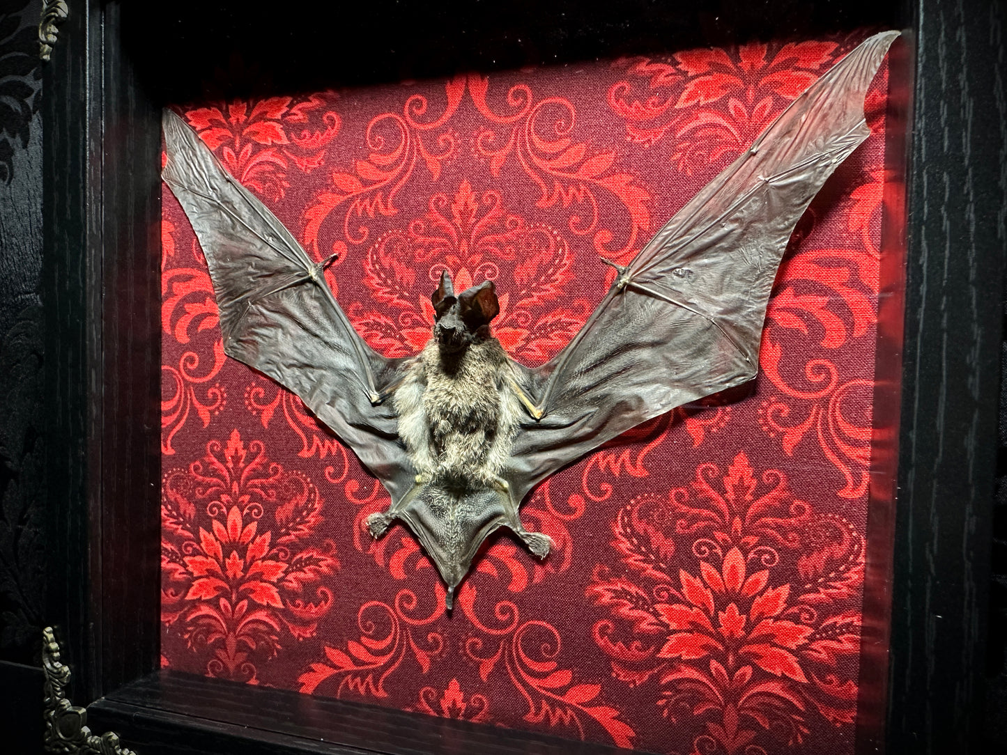 Taxidermy Bat Shadowbox Featuring Javan Mastiff Bat with Red Damask Backing