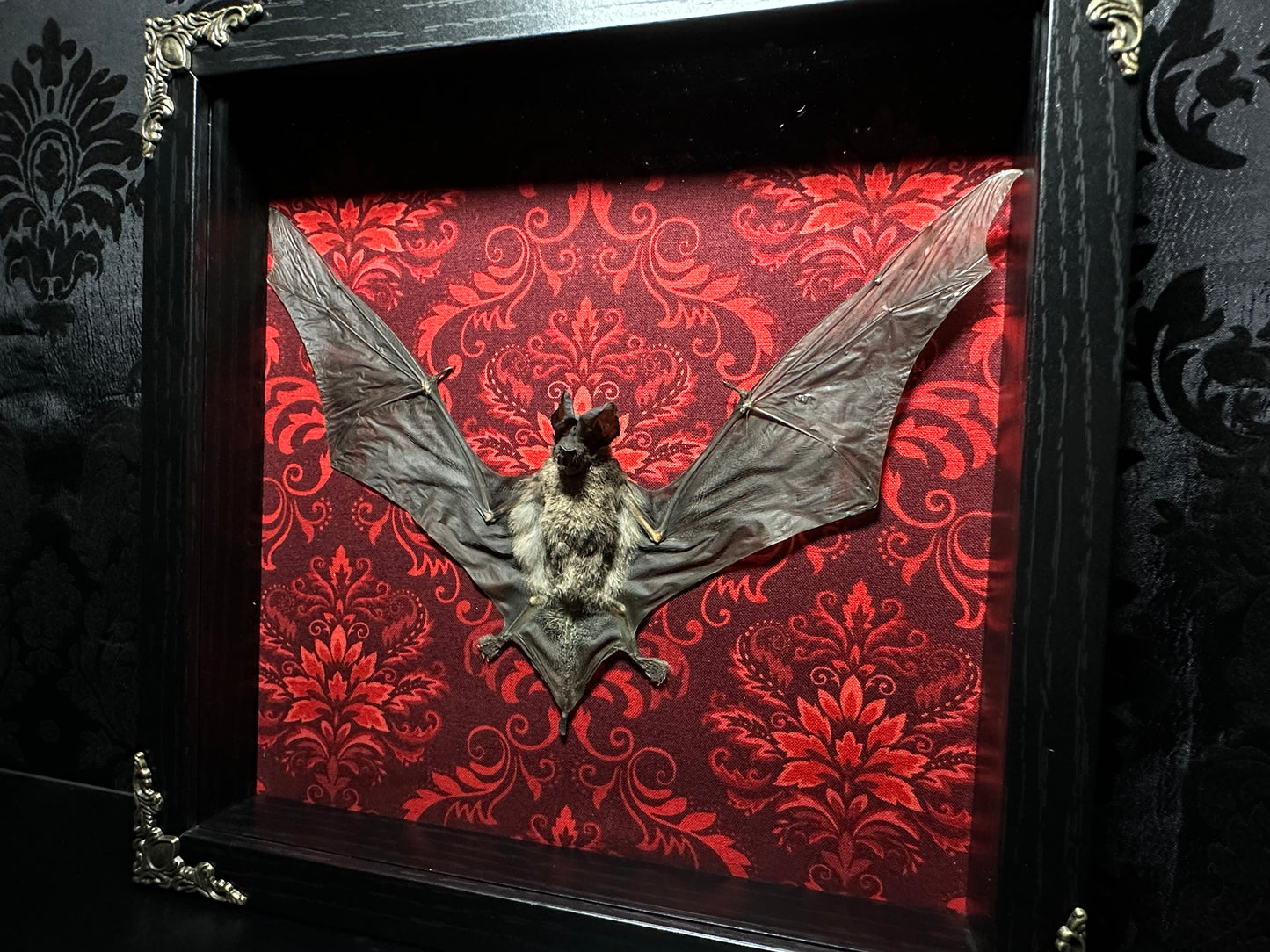 Taxidermy Bat Shadowbox Featuring Javan Mastiff Bat with Red Damask Backing