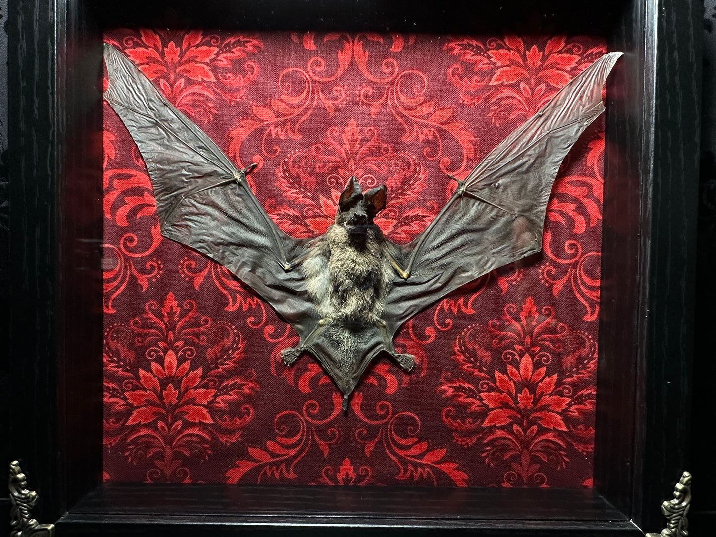 Taxidermy Bat Shadowbox Featuring Javan Mastiff Bat with Red Damask Backing