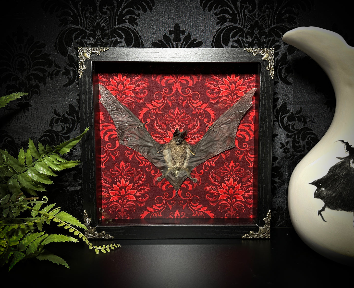 Taxidermy Bat Shadowbox Featuring Javan Mastiff Bat with Red Damask Backing