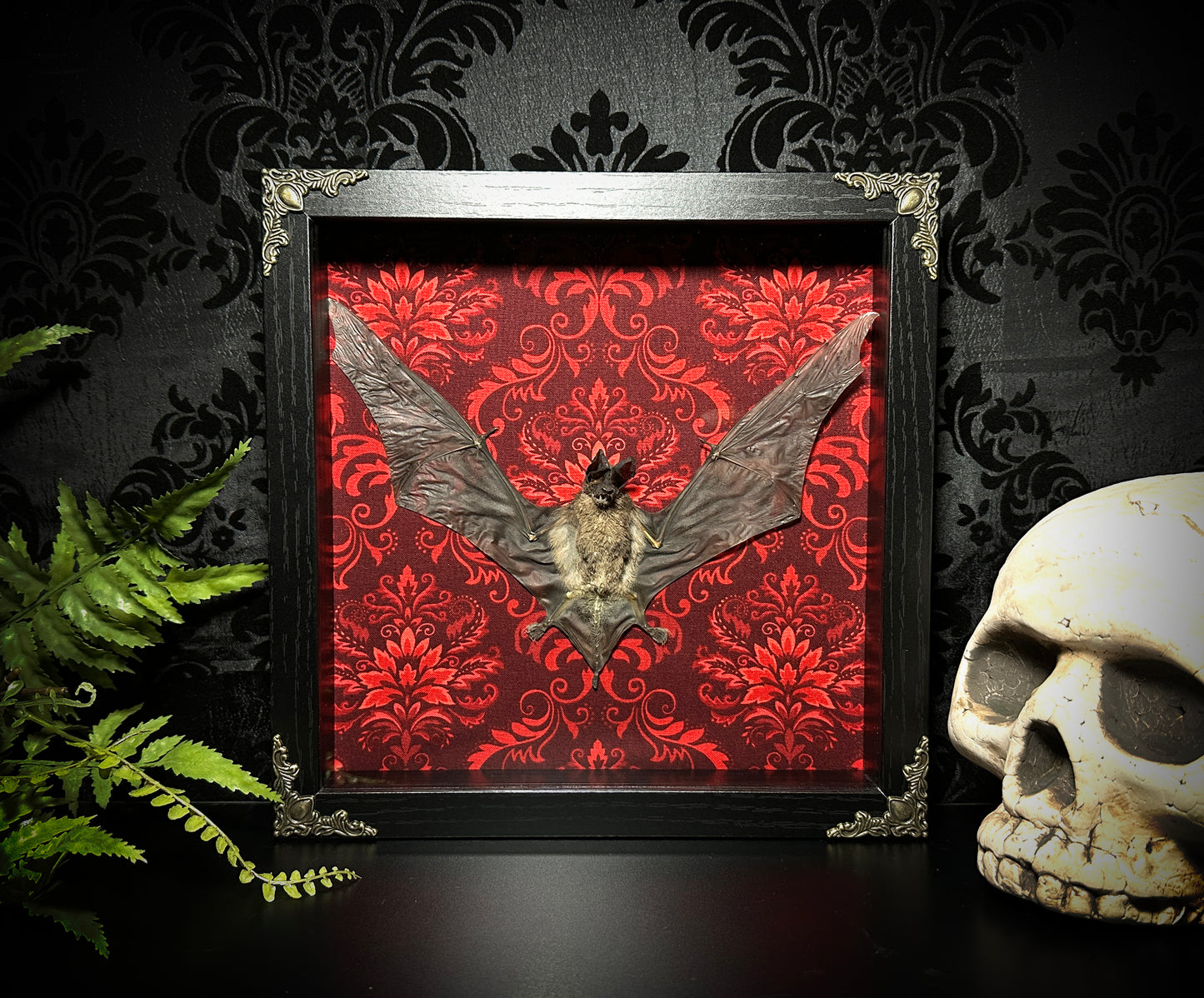 Taxidermy Bat Shadowbox Featuring Javan Mastiff Bat with Red Damask Backing