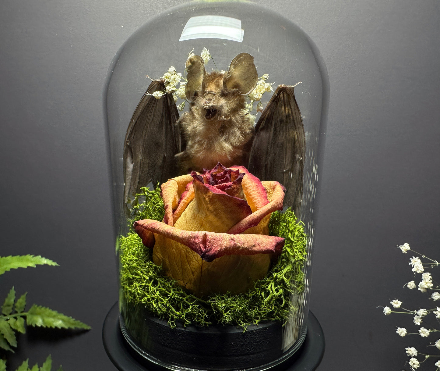 Large Taxidermy Bat & Rose Pedestal Dome Display